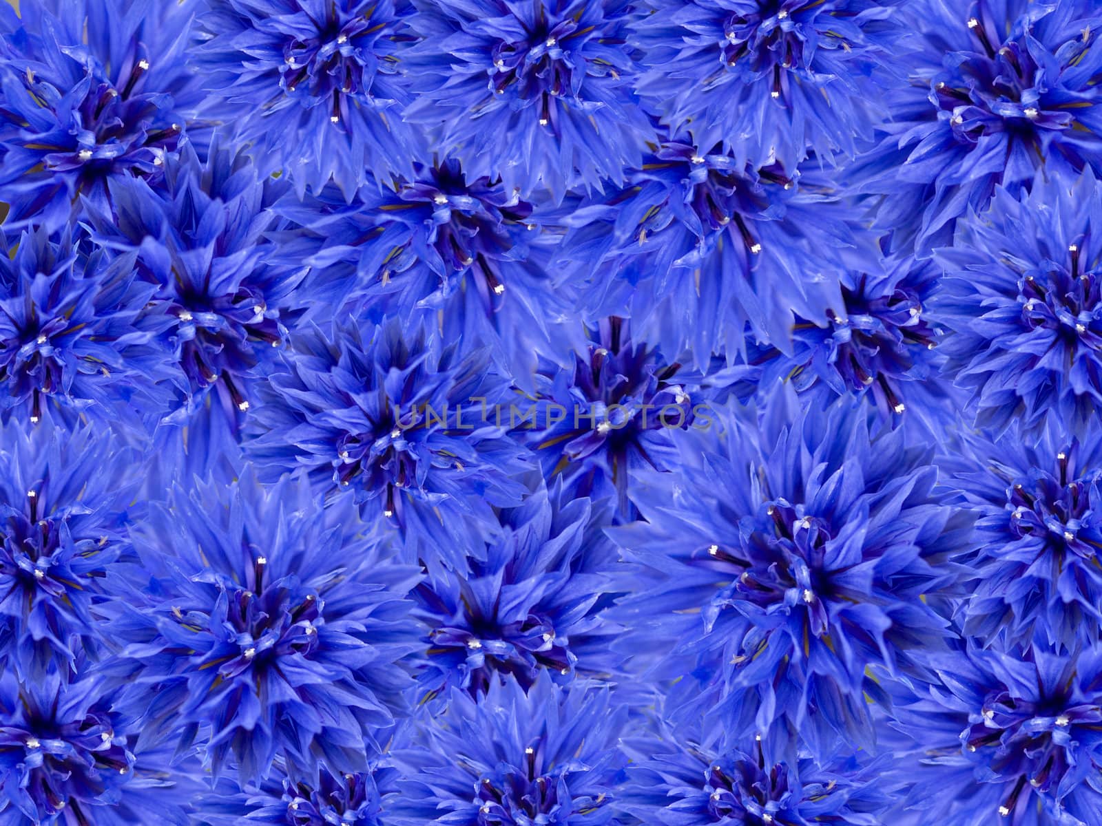 blue spring flowers floral background array of blue cornflowers