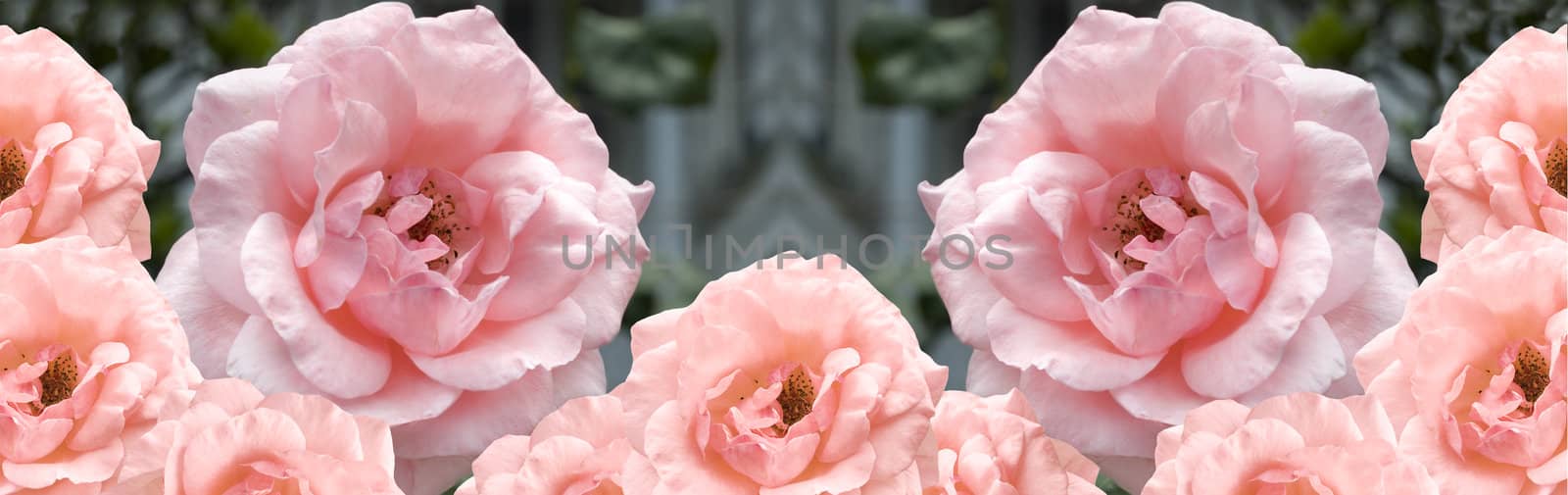 beautiful flowers pink and apricot roses border