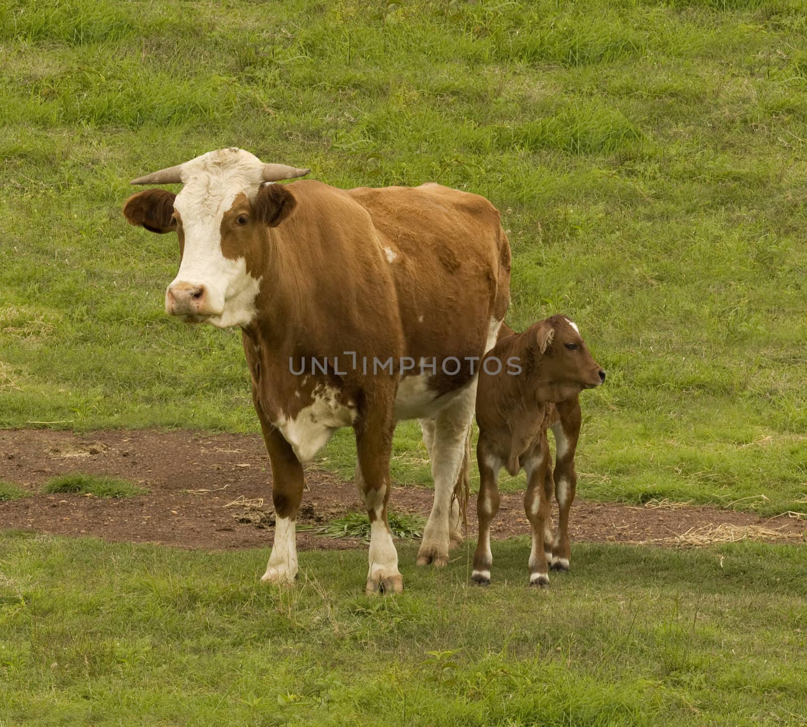 Australian beef cattle breed  cow and brahman cross calf on green grass