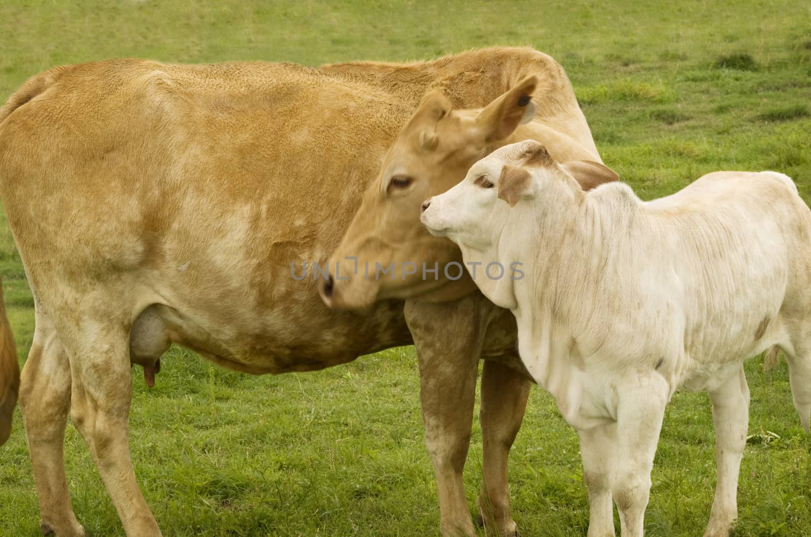 charolais cow with baby calf - spring time mother  love - rural scene