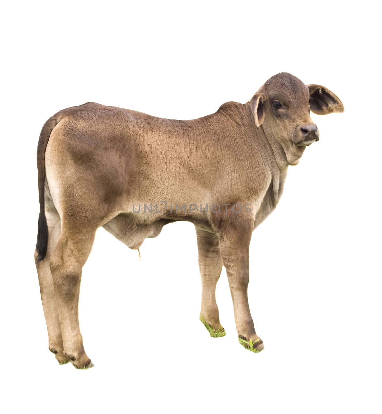 young bull calf australian beef cattle by sherj