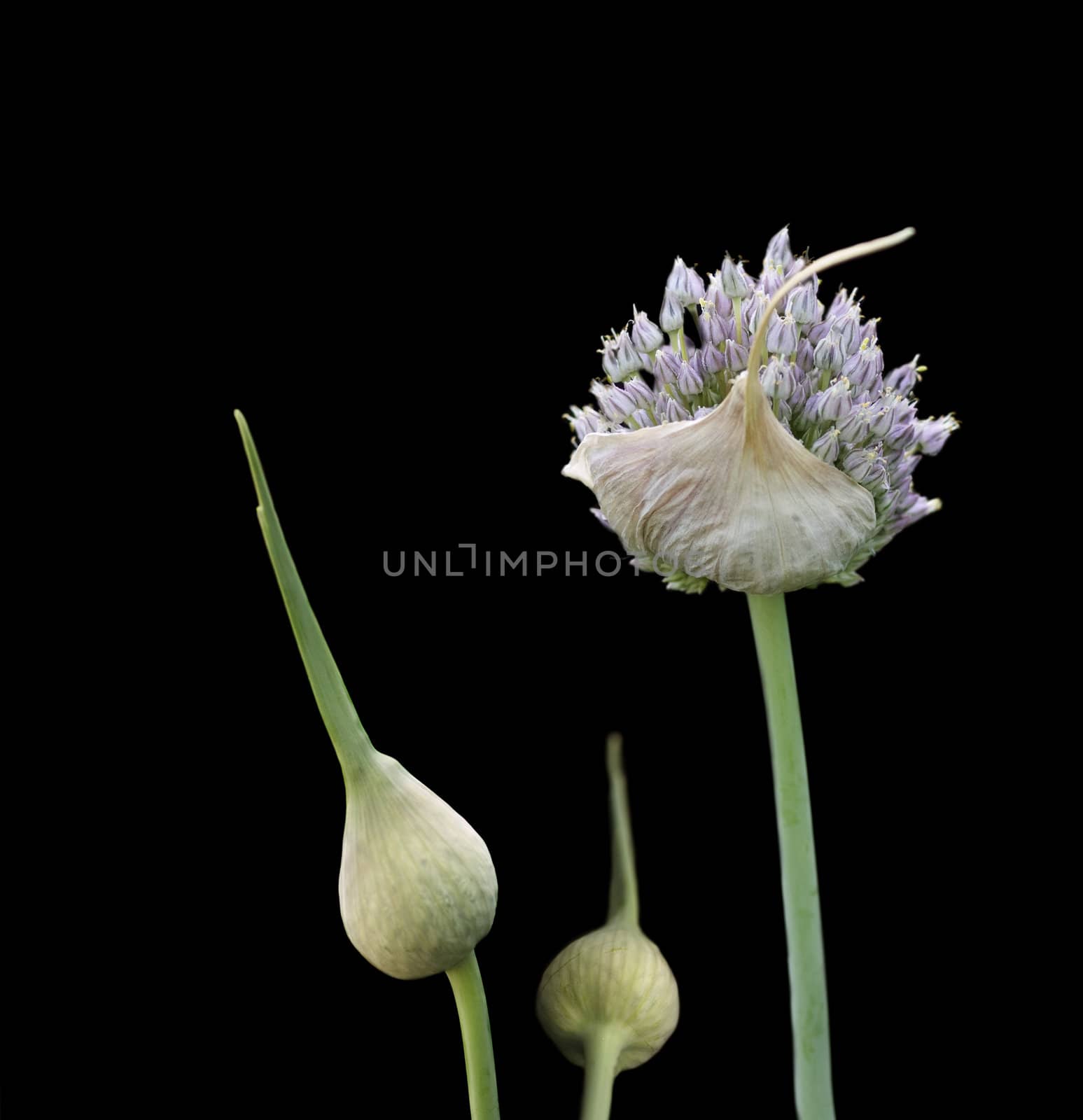 organic herb flower garlic flowering head and buds isolated on black