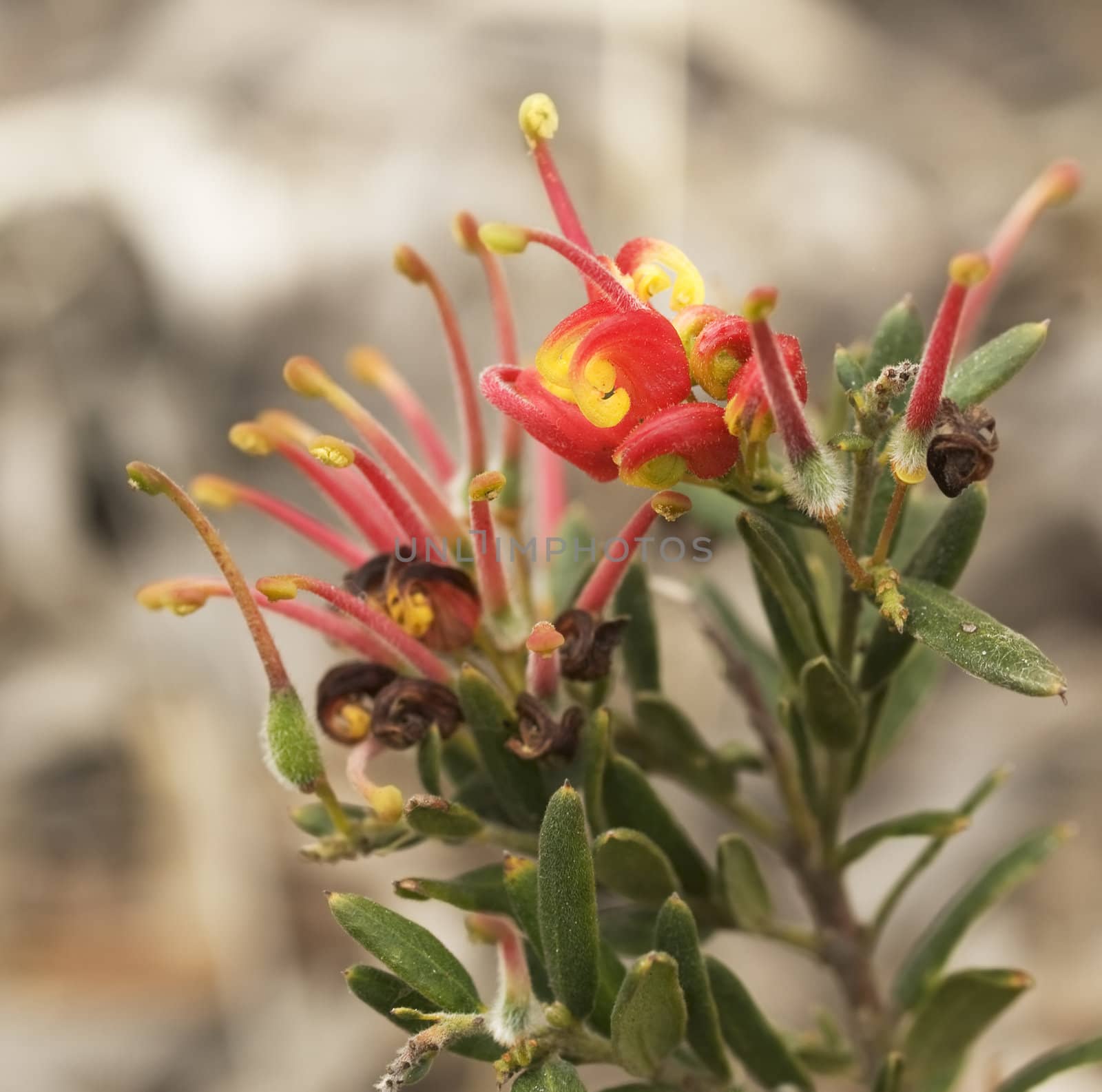 red and yellow flower of Grevillea Fireworks australian native wildflower plant