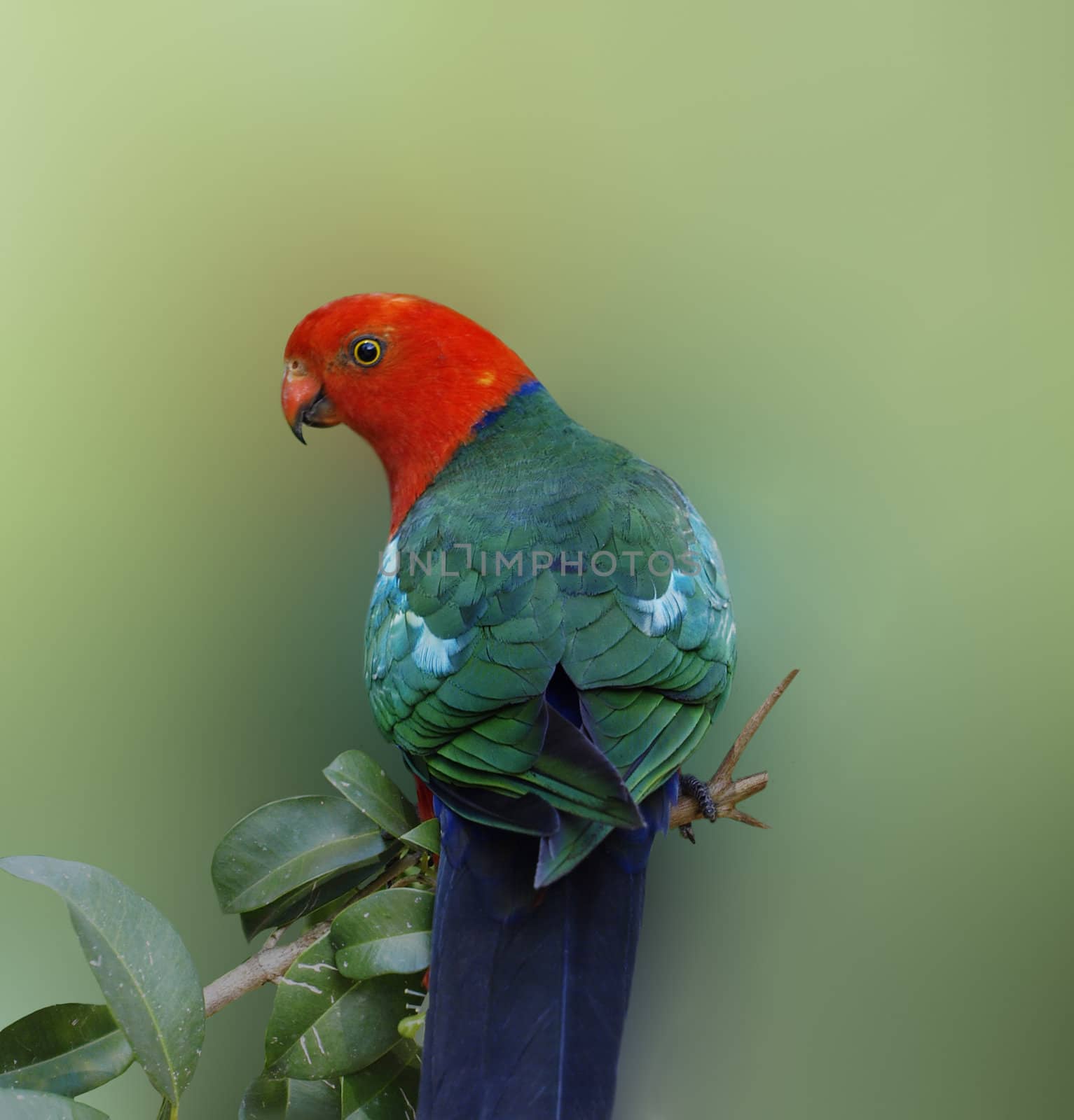 Australian wildlife bird red headed king parrot Alisterus scapularis 