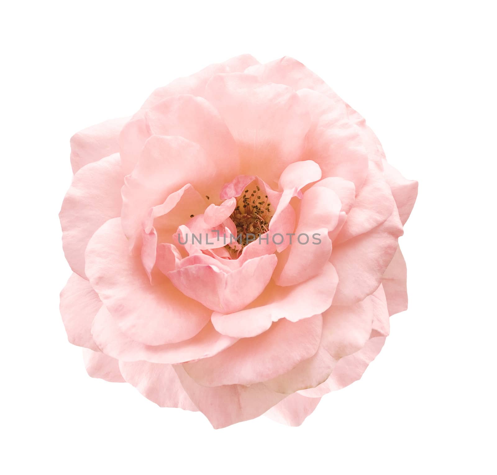 pale pink rose symbol of love and affection by sherj