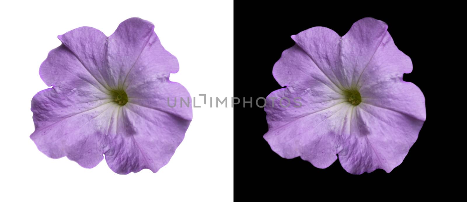 lilac purple flower violet petunia over black and white by sherj