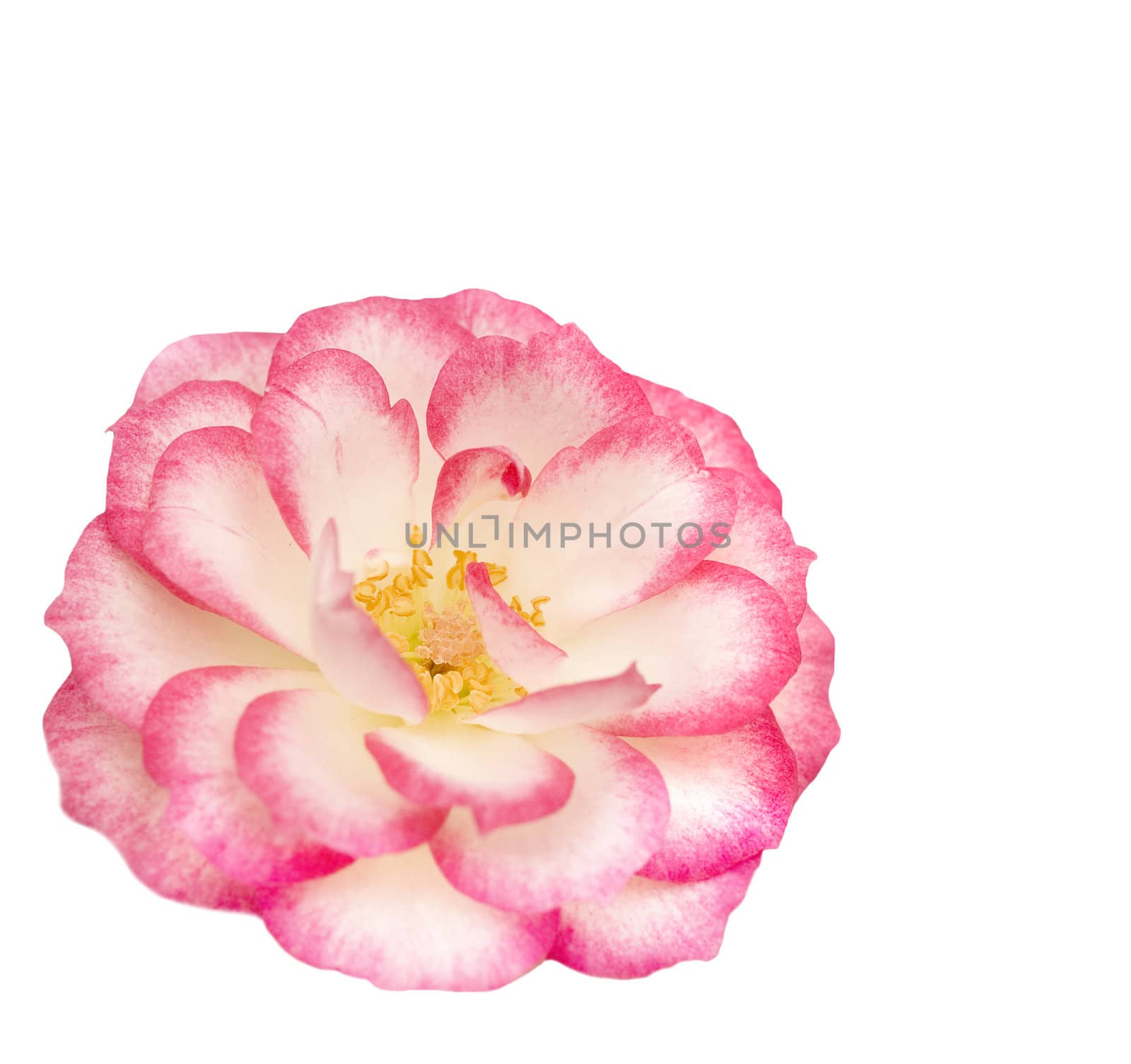 pink and white miniature rose flower isolated over white background