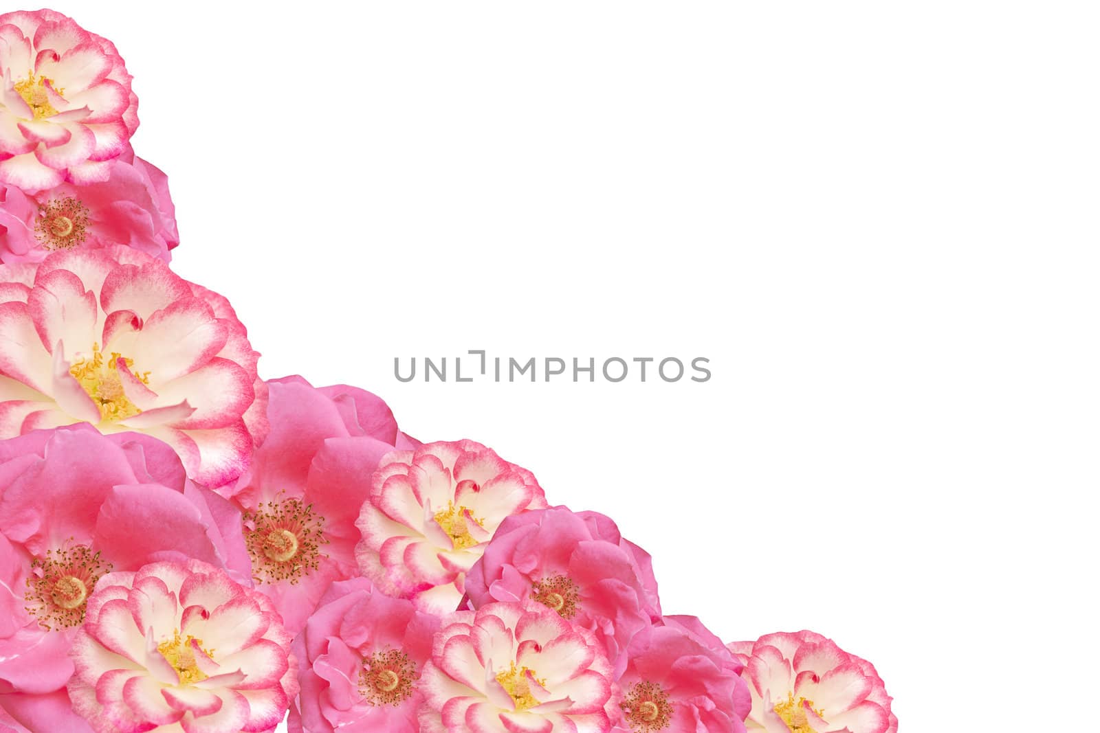 pink rose flower frame valentines mothers day background