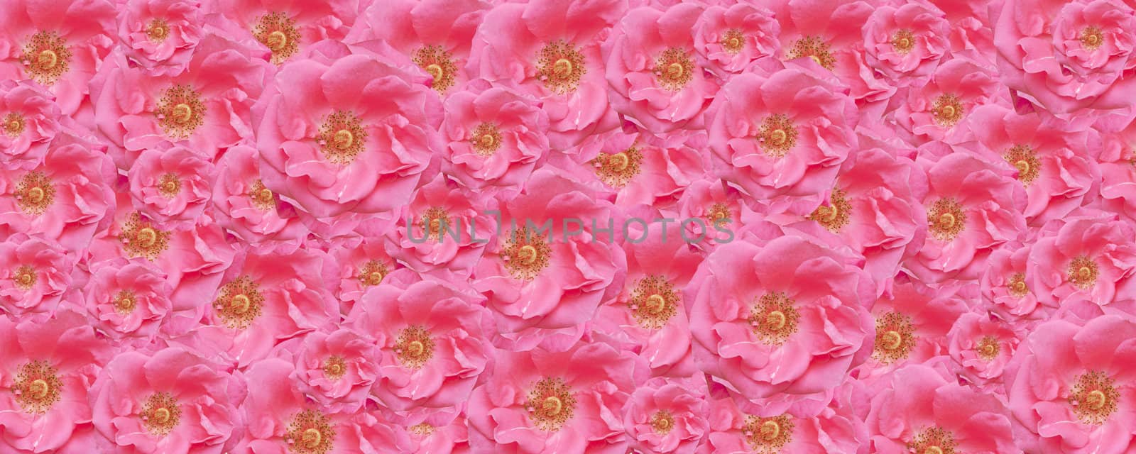pink rose texture wallpaper floral backdrop by sherj
