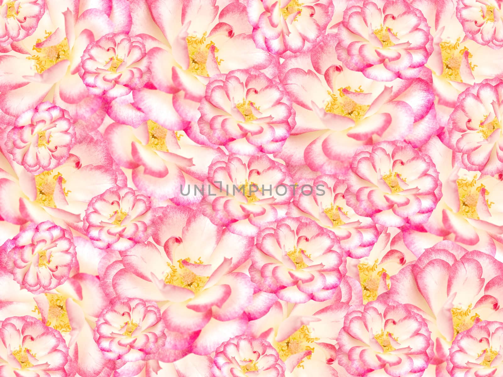floral textured background, pink white and yellow flowers in array