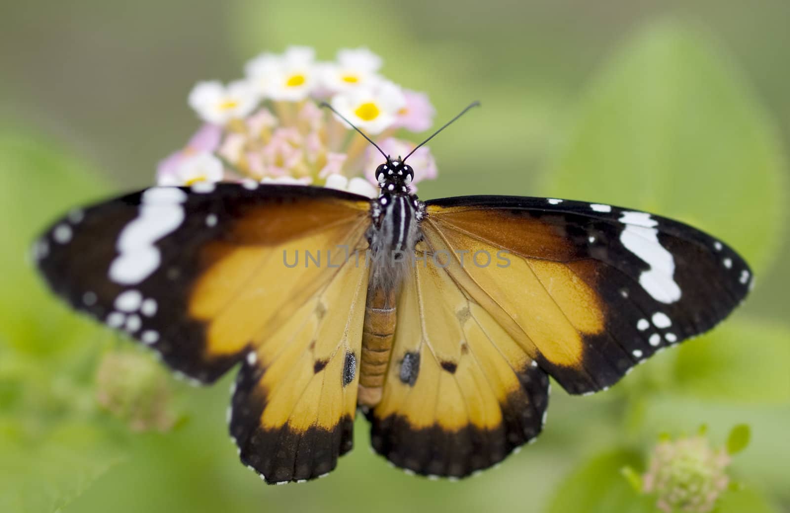 male orange butterfly Plain Tiger (Danaus chrysippus)  African Monarch in australia