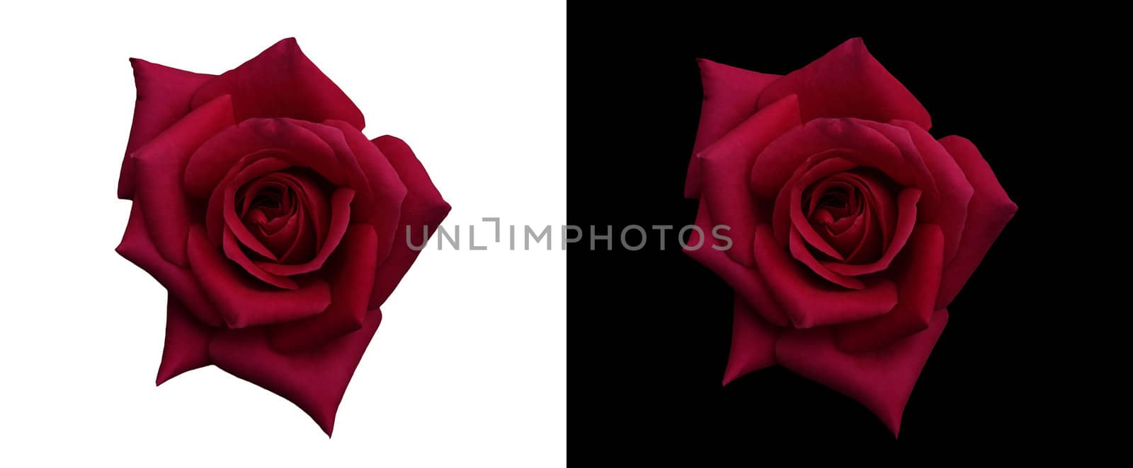 rich deep red rose isolated on black and white by sherj