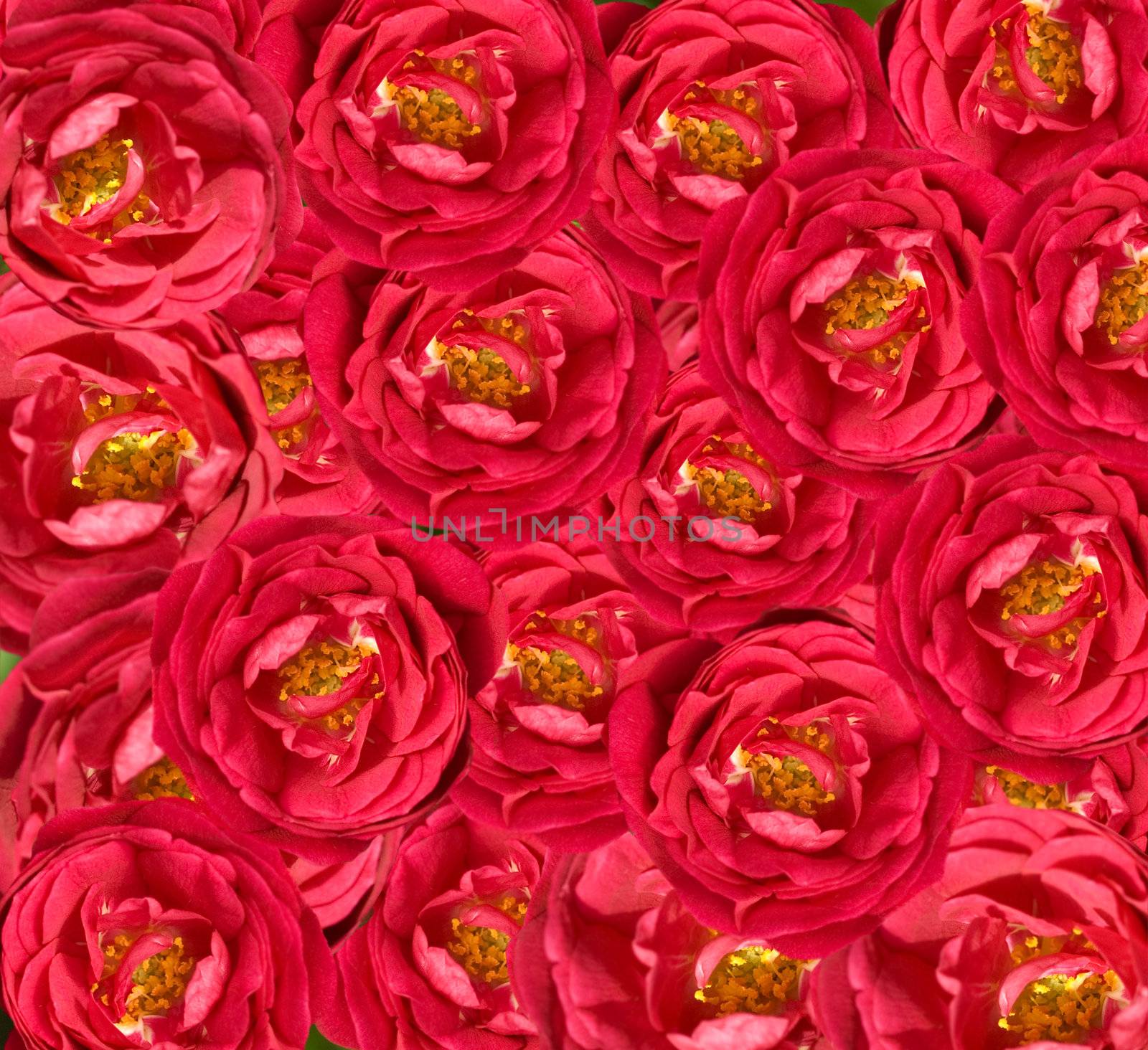 beautiful floral red rose flower background , red roses with yellow stamens wallpaper
