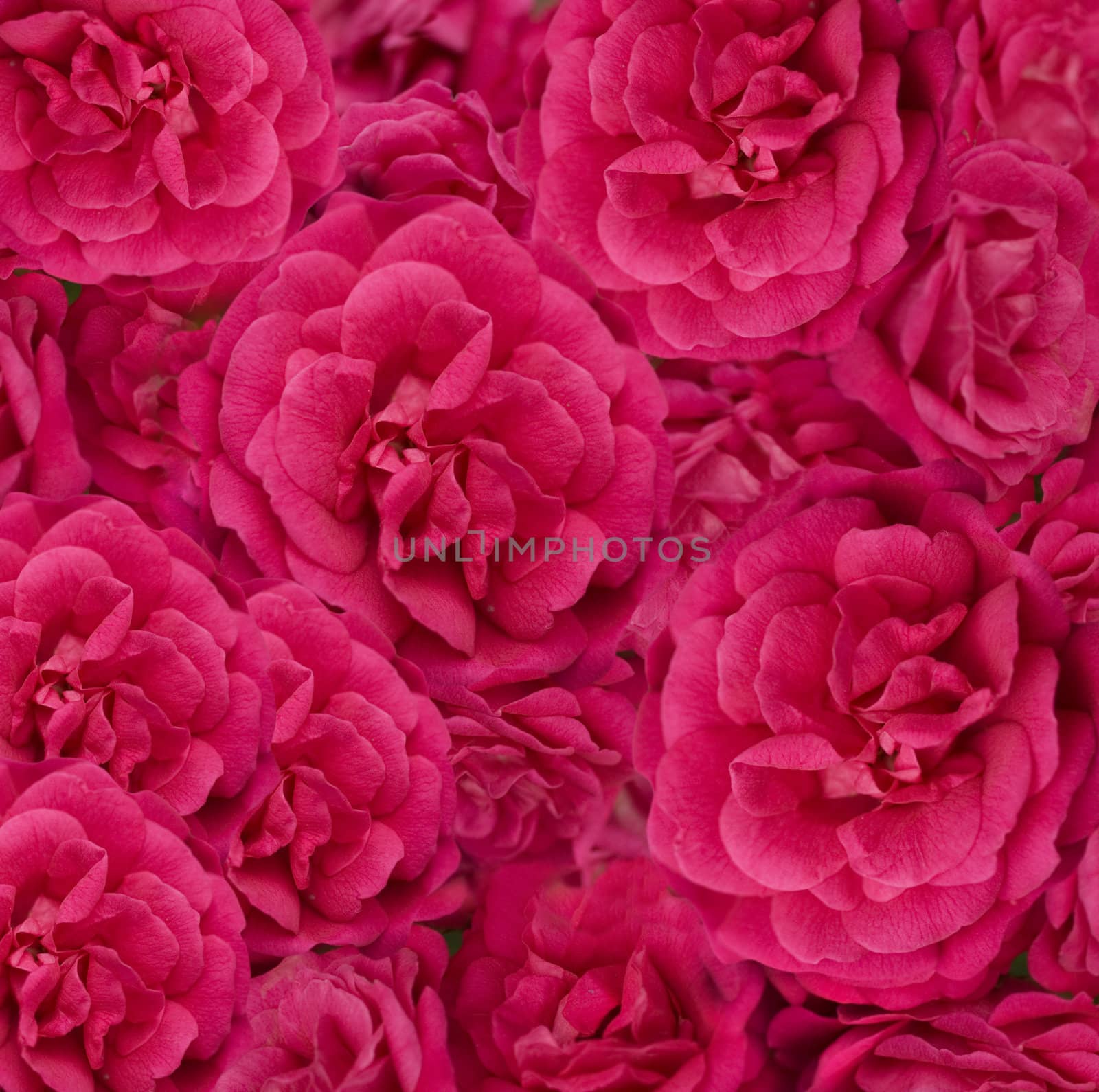 beautiful floral cerise pink rose background by sherj