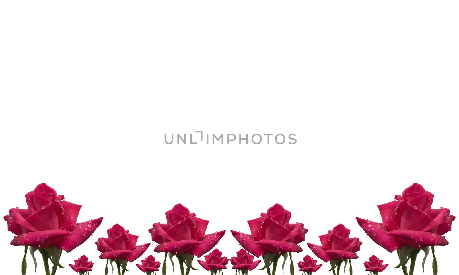 rose flower pattern floral card border on white by sherj