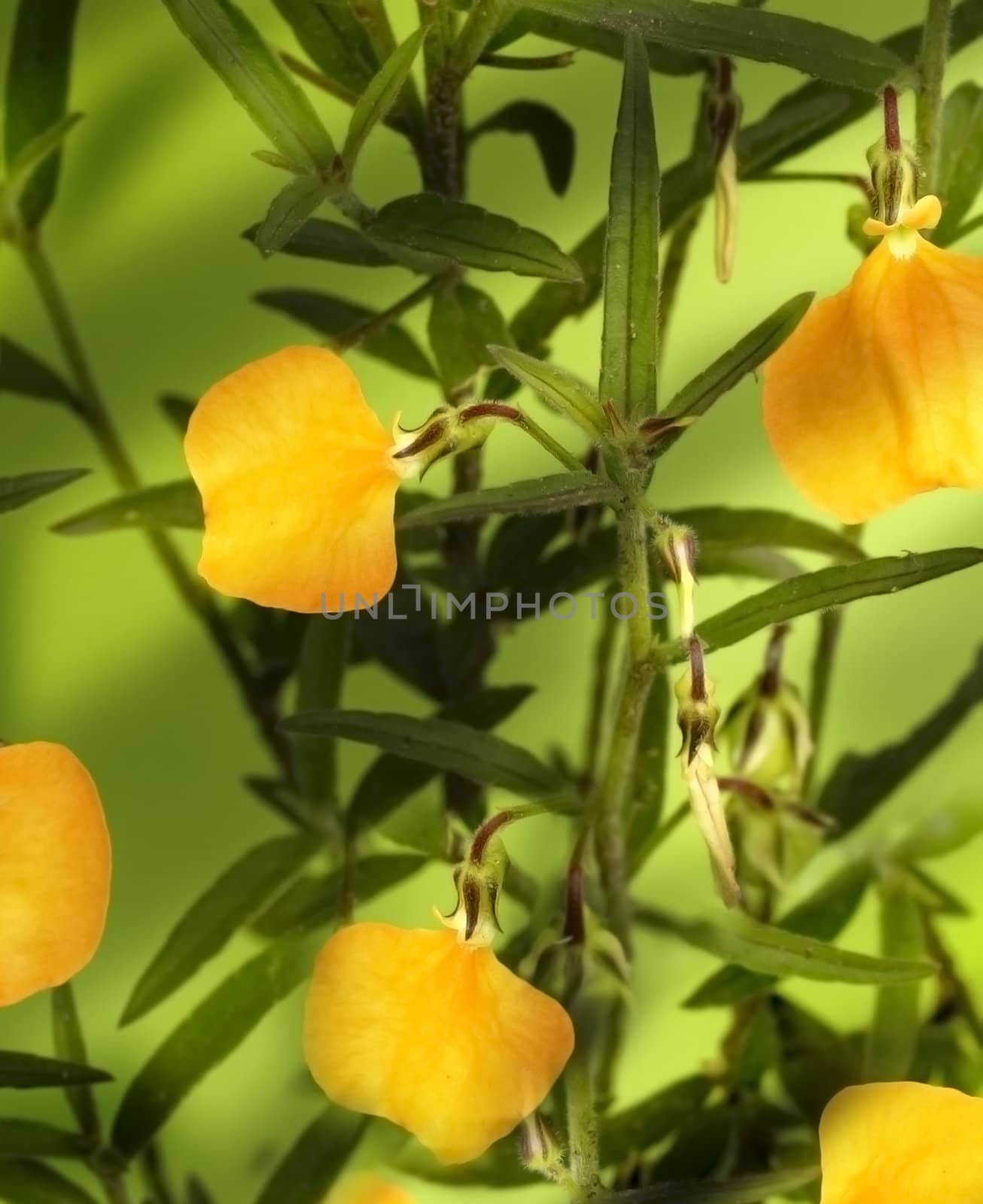 Australian wildflower Hybanthus stellarioides orange Spade Flowers by sherj