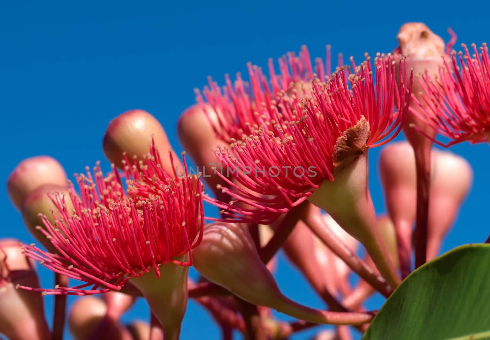 red flowers eucalyptus summer red australian native  by sherj