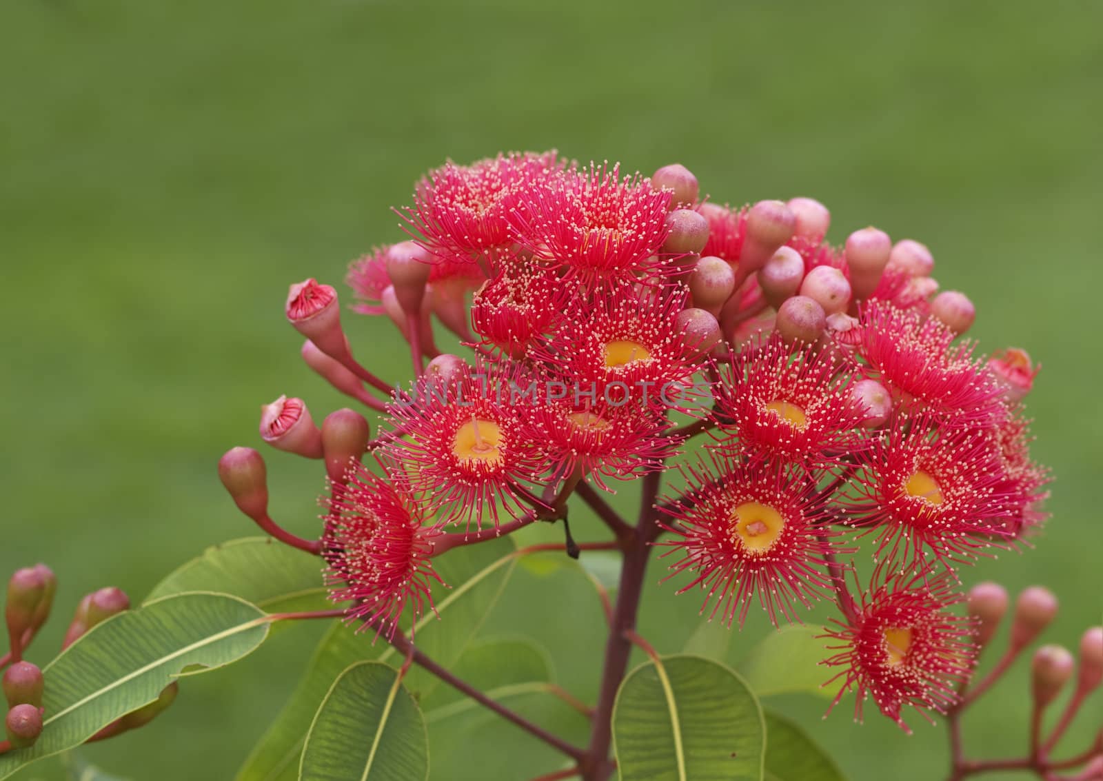 red flowers of eucalyptus summer red australian native hybrid eucalypt plant against green