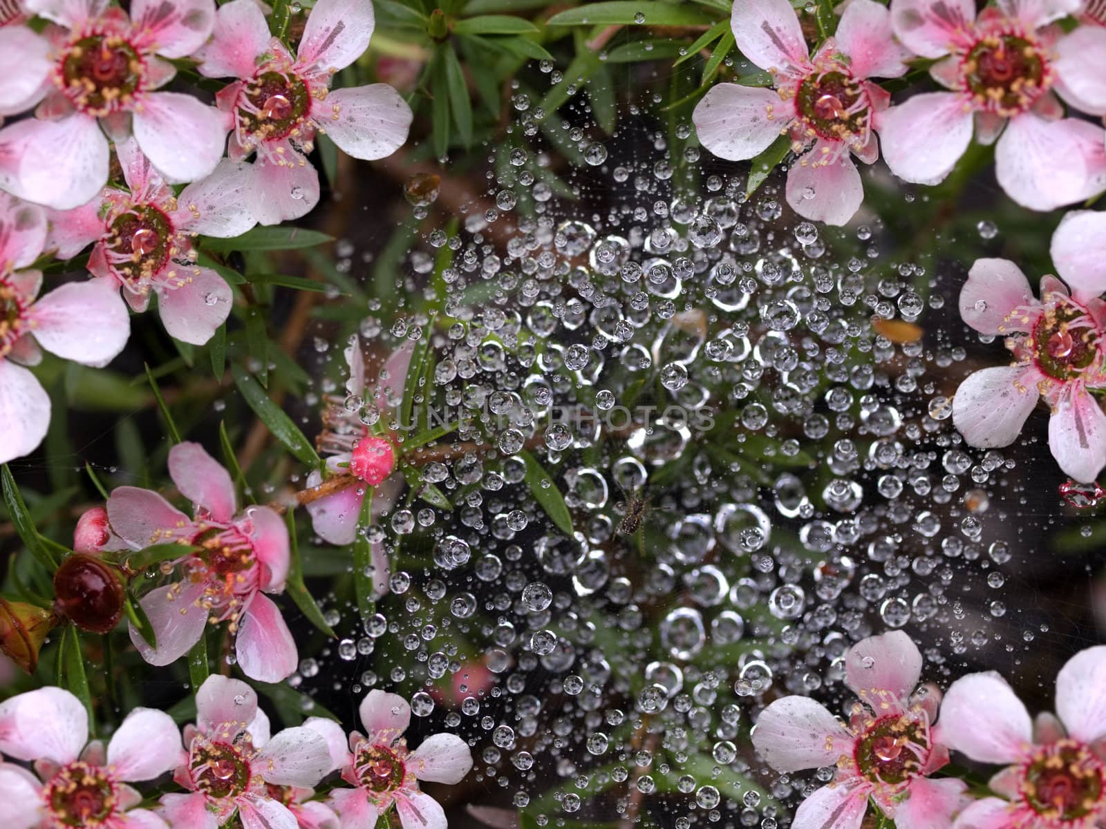 spring rain water drops on spiderweb with pink flowers background