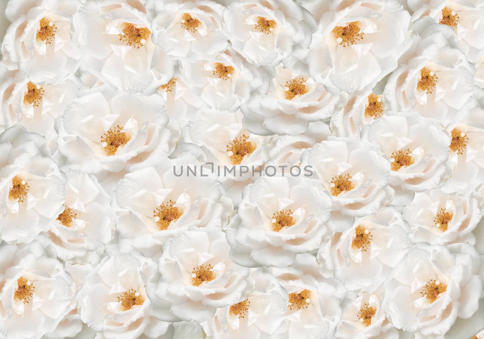 floral wallpaper white roses patterned backdrop