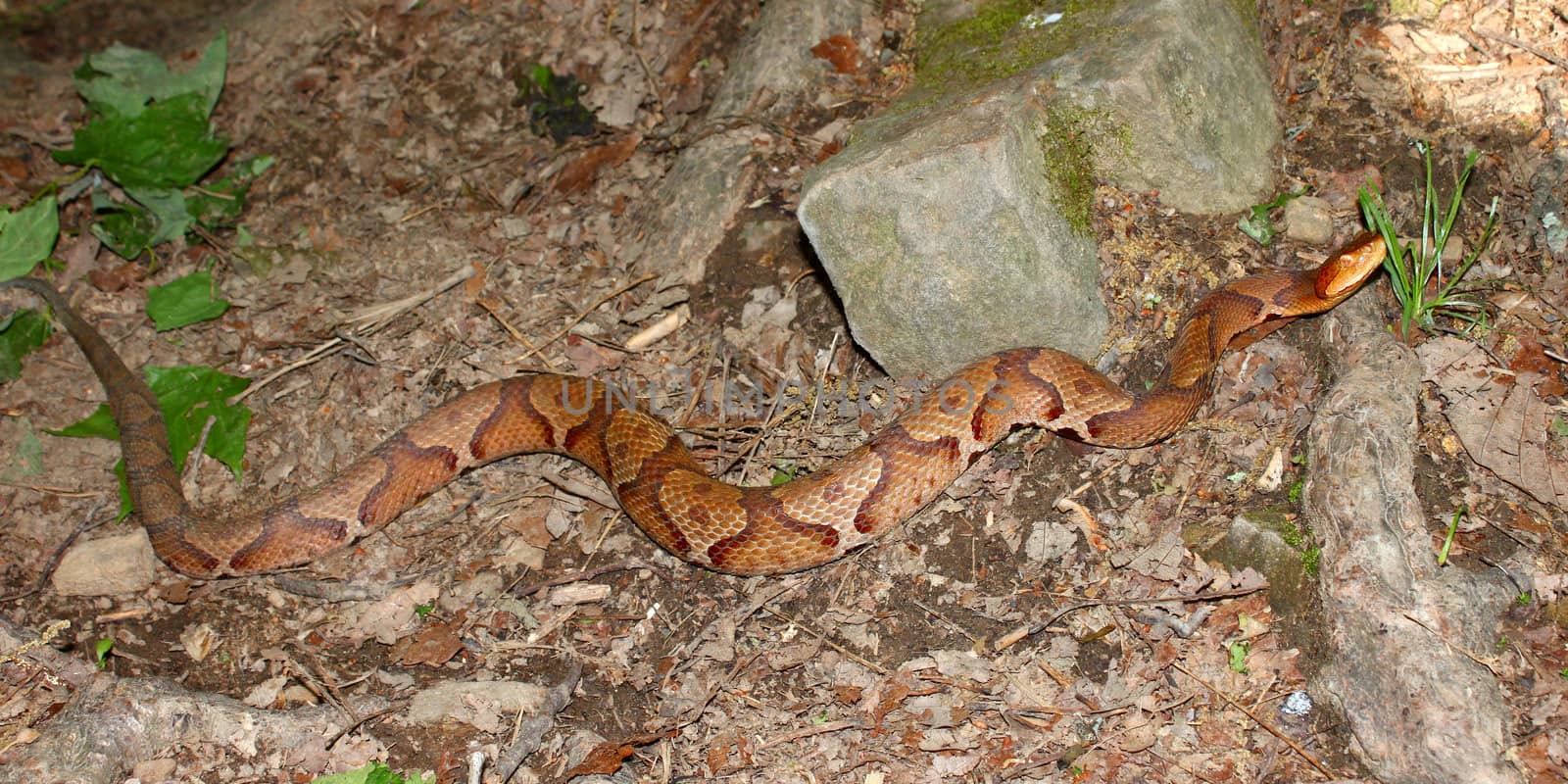 A venomous Copperhead (Agkistrodon contortrix) snake at Monte Sano State Park in Alabama.