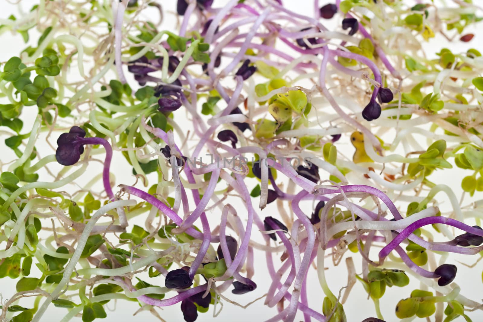 salad sprouts on a white plate by bernjuer