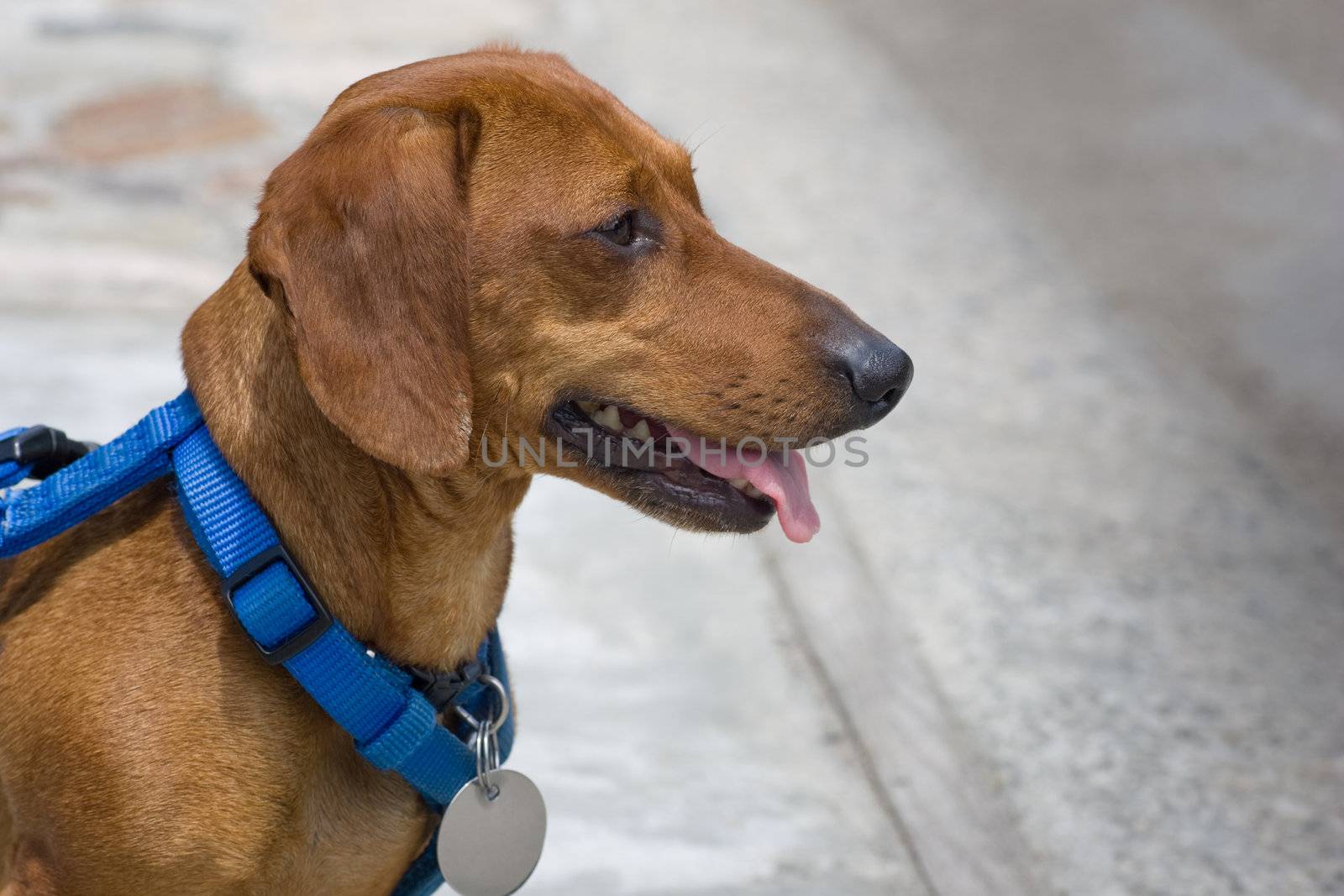 A miniature dachshund, in a blue harness, blank tag and tongue hanging, looking attentive, straight ahead.