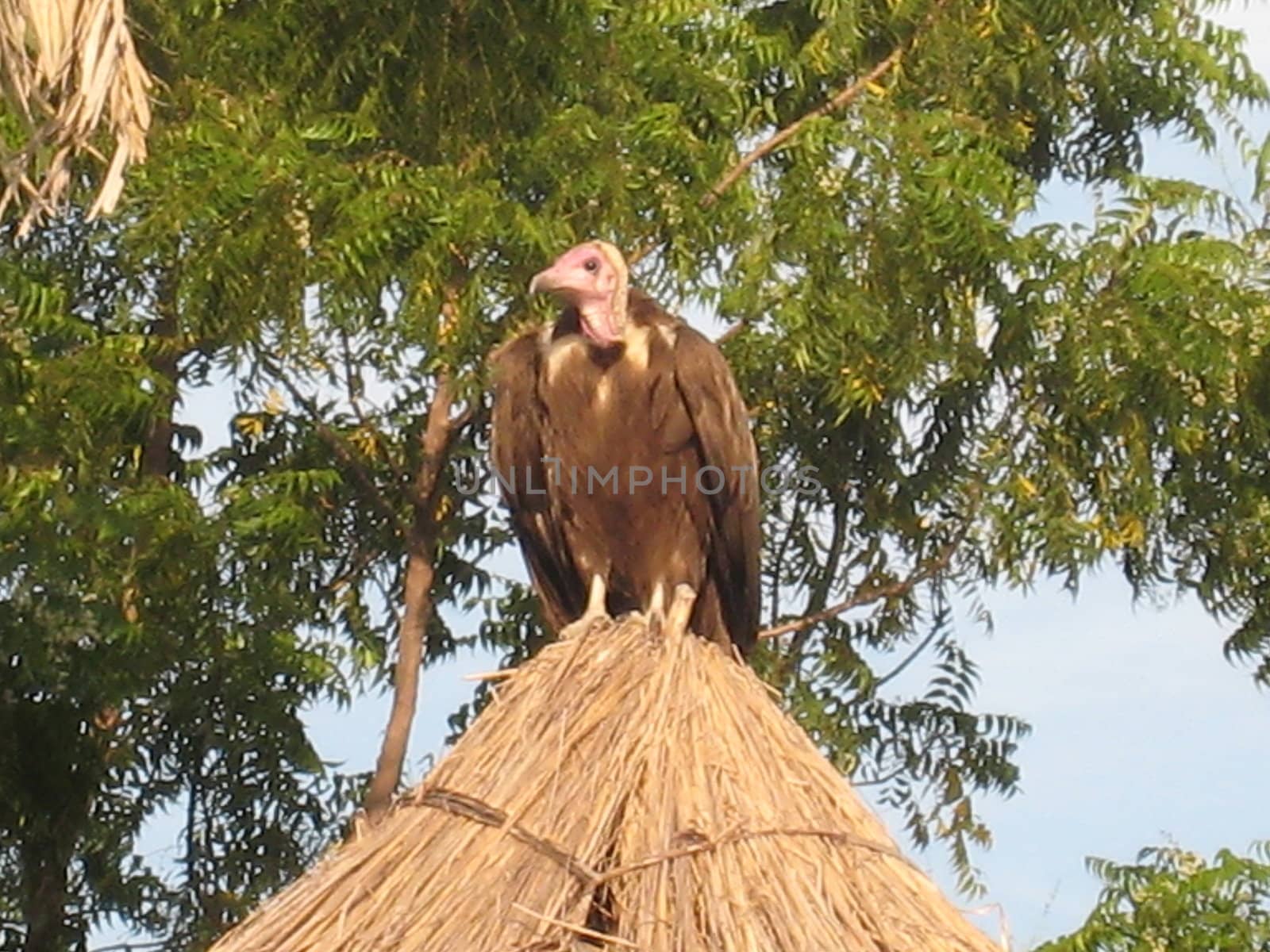 Vulture on a hut's roof, in north Cameroon