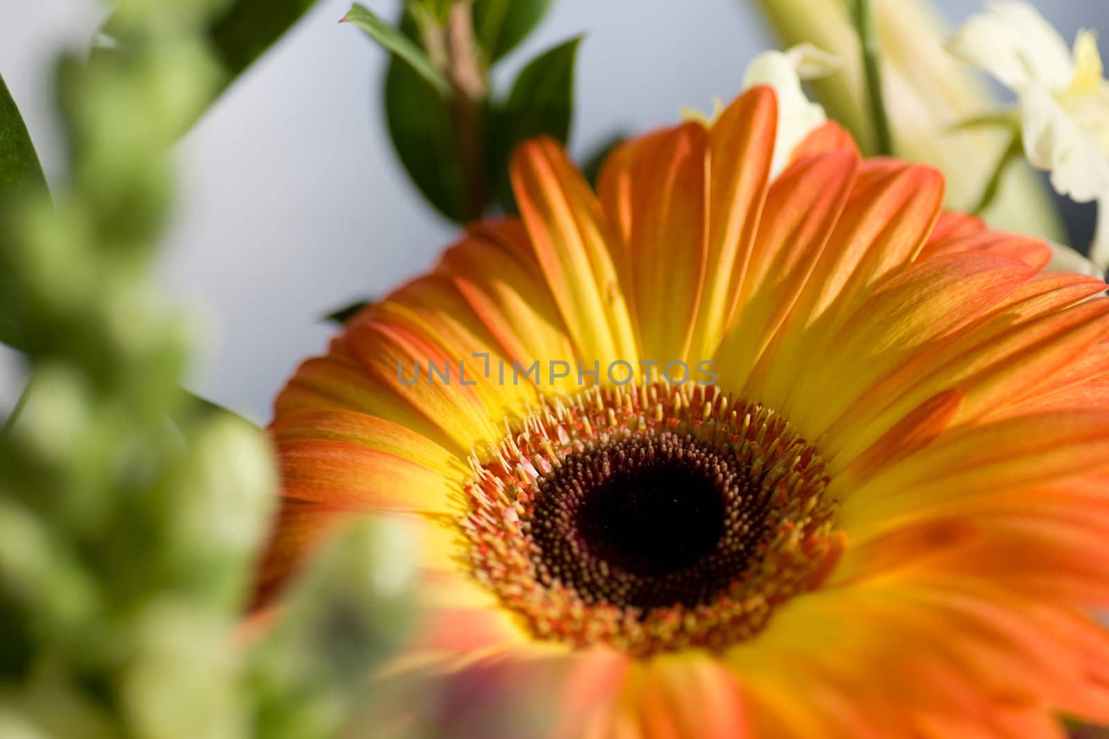 Closeup of a yellow orange daisy, from a flower arrangement.
