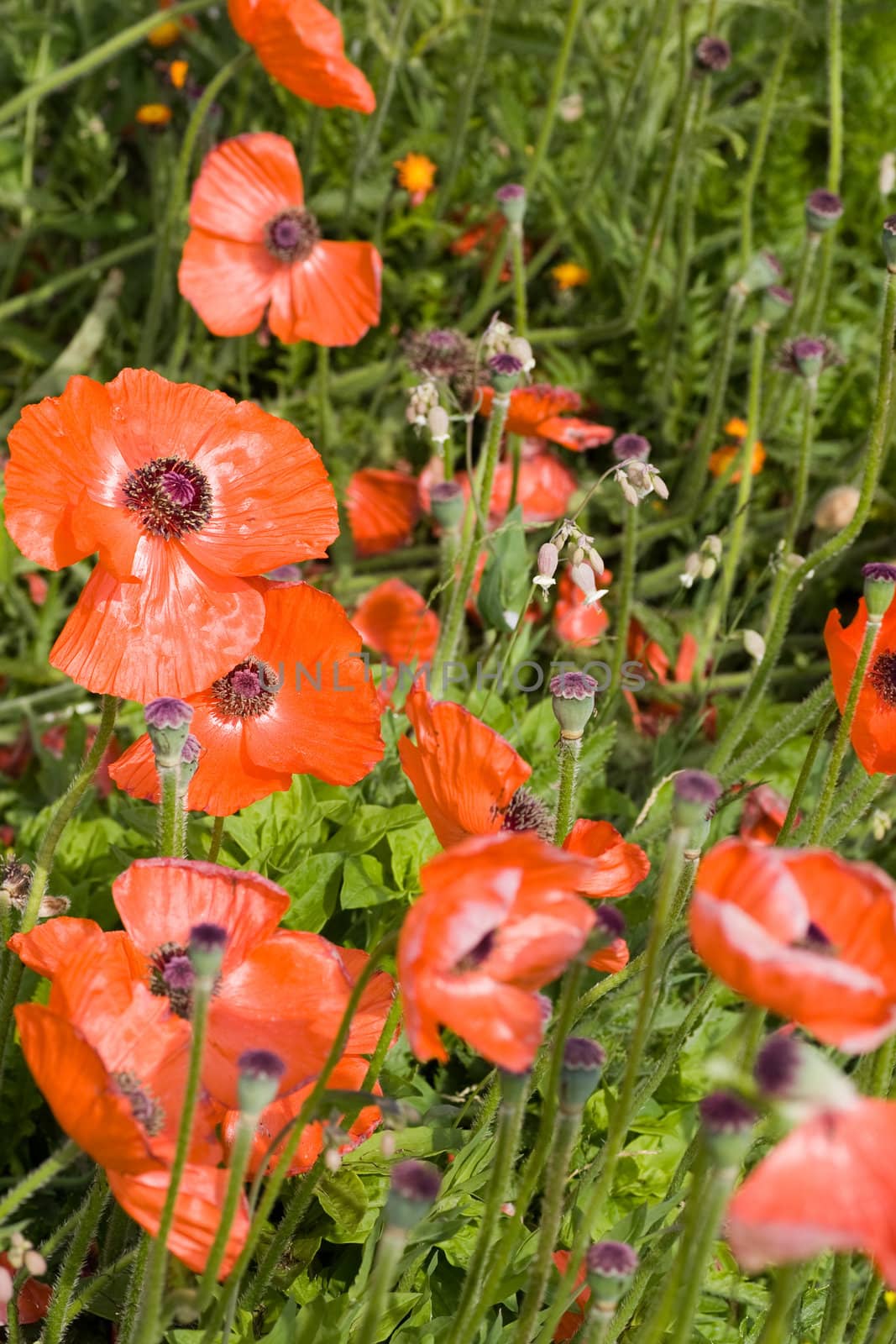 A patch of bright red poppies.
