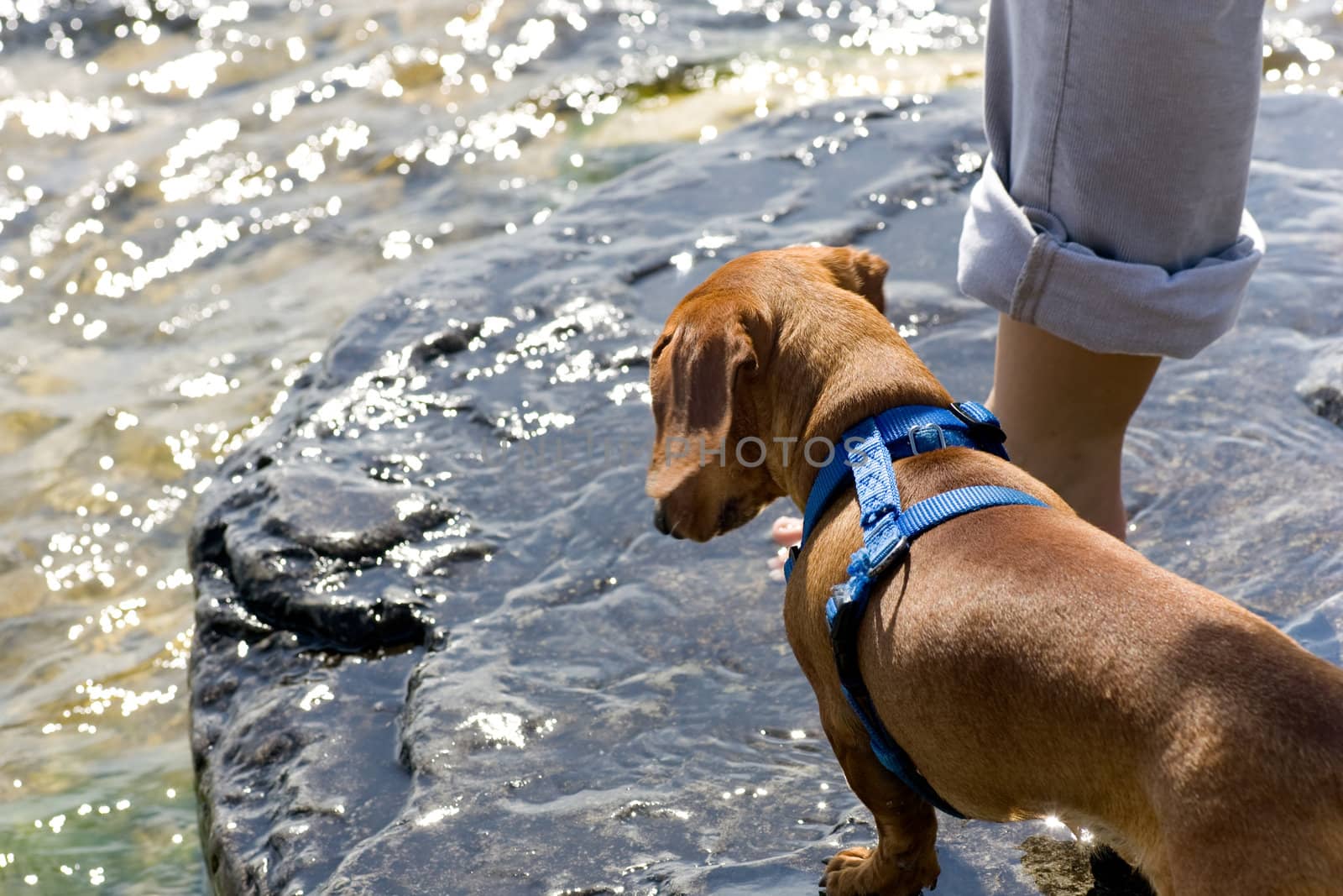 Closeup of a  miniature dachshund at the edge of a rocky shore, beside the leg of its master