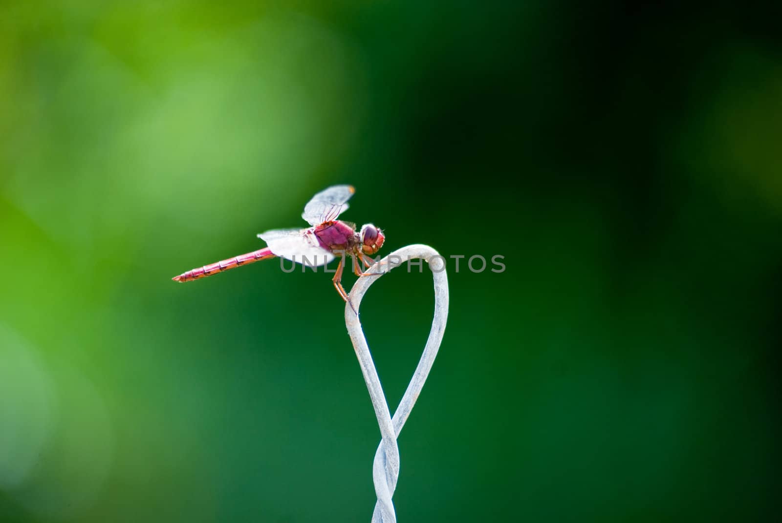 Red damselfly resting on steel wire with a green background.