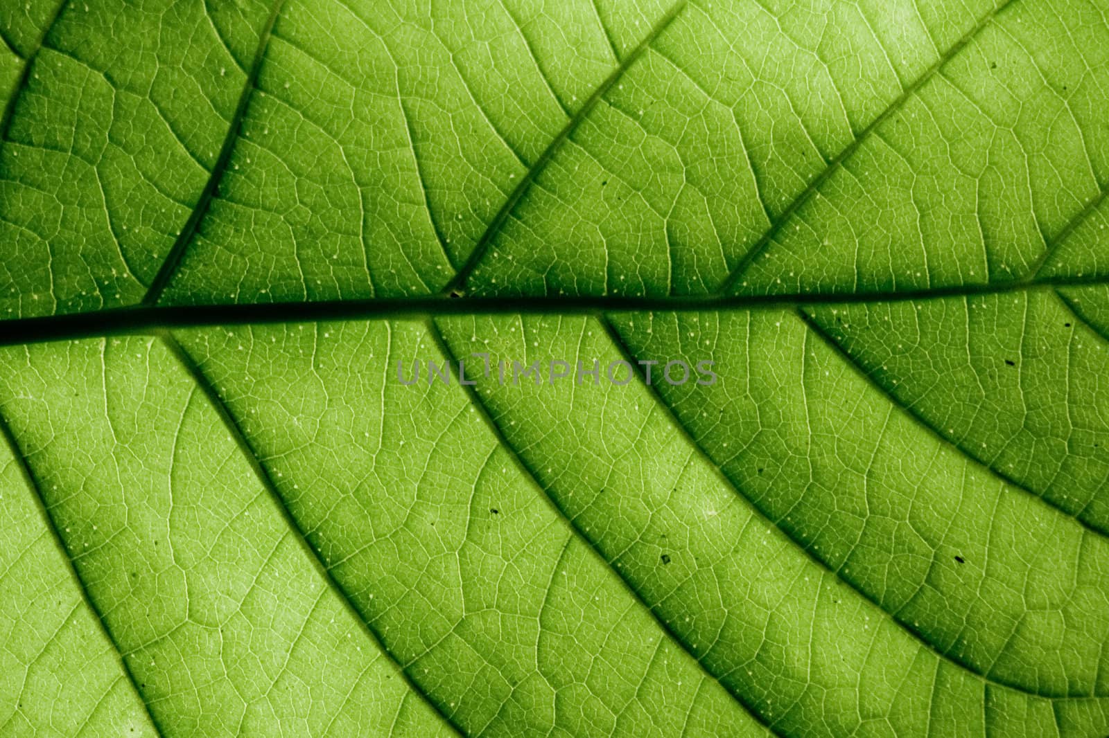 Close-up of green leaf with veins and glands.