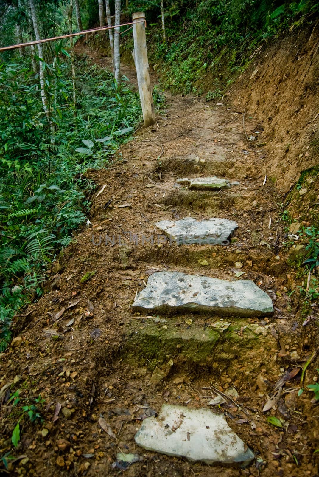 Stone staircase with rope handrail on track in the rainforest.