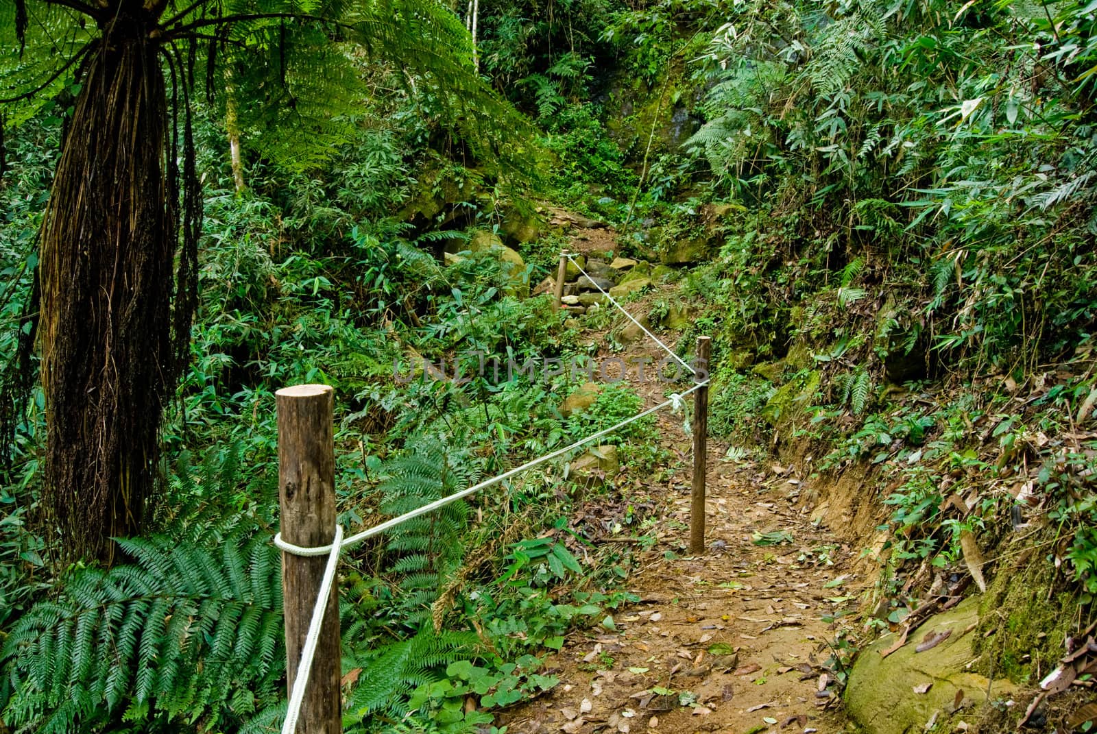 Trail with rope handrail in the rainforest of southern Brazil.