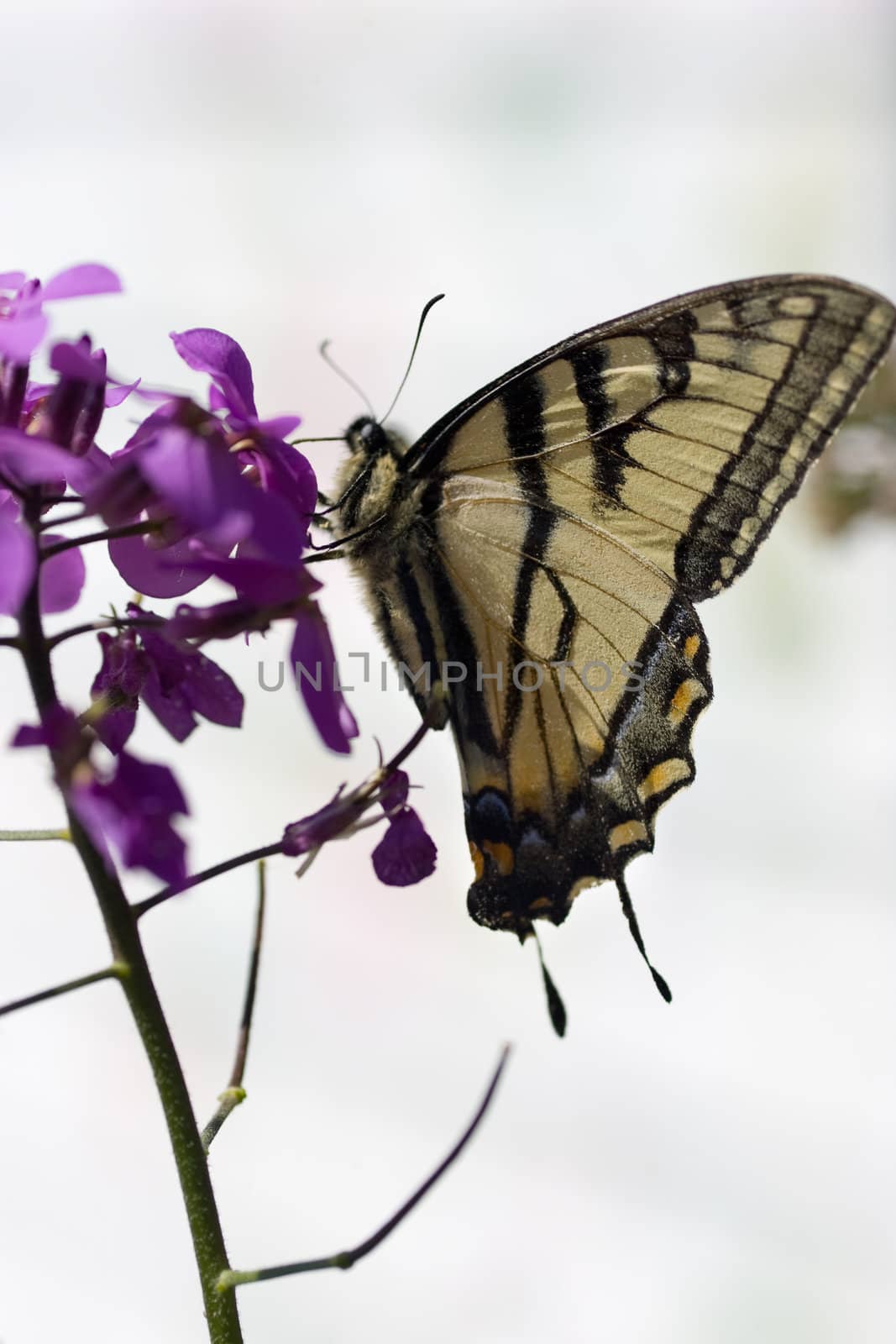 A butterfly resting on a branch with purple flowers.