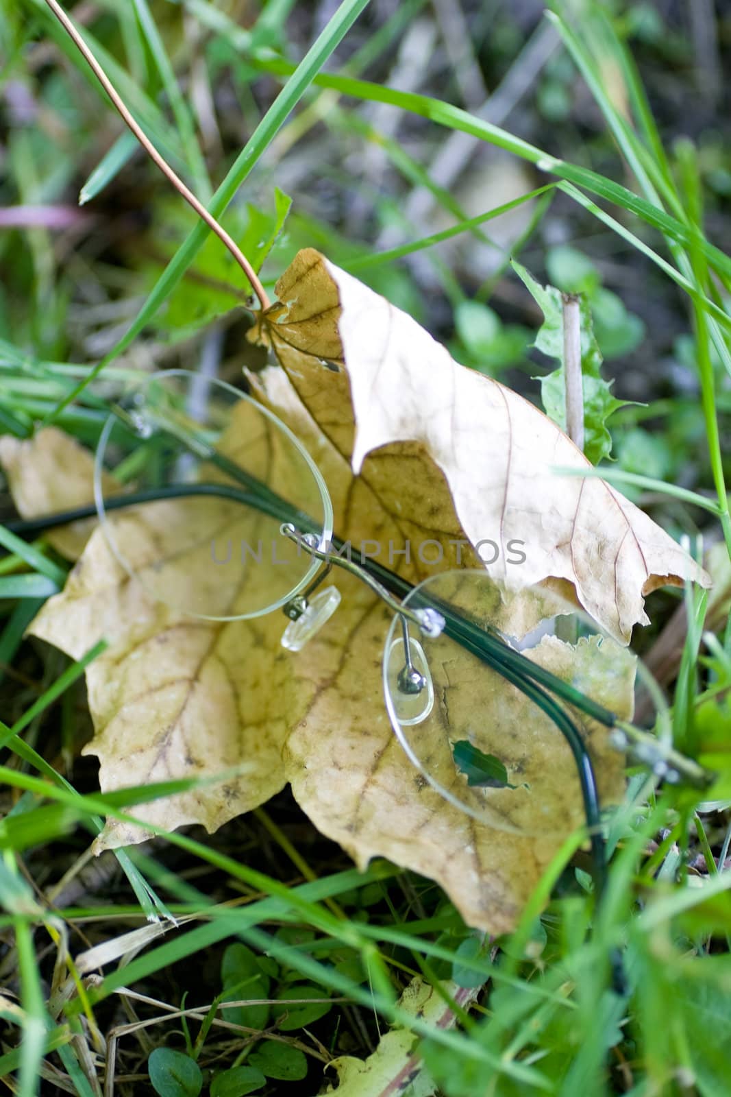 A set of eye glasses that have been dropped on the lawn, and have landed on a shrivelled maple leaf.