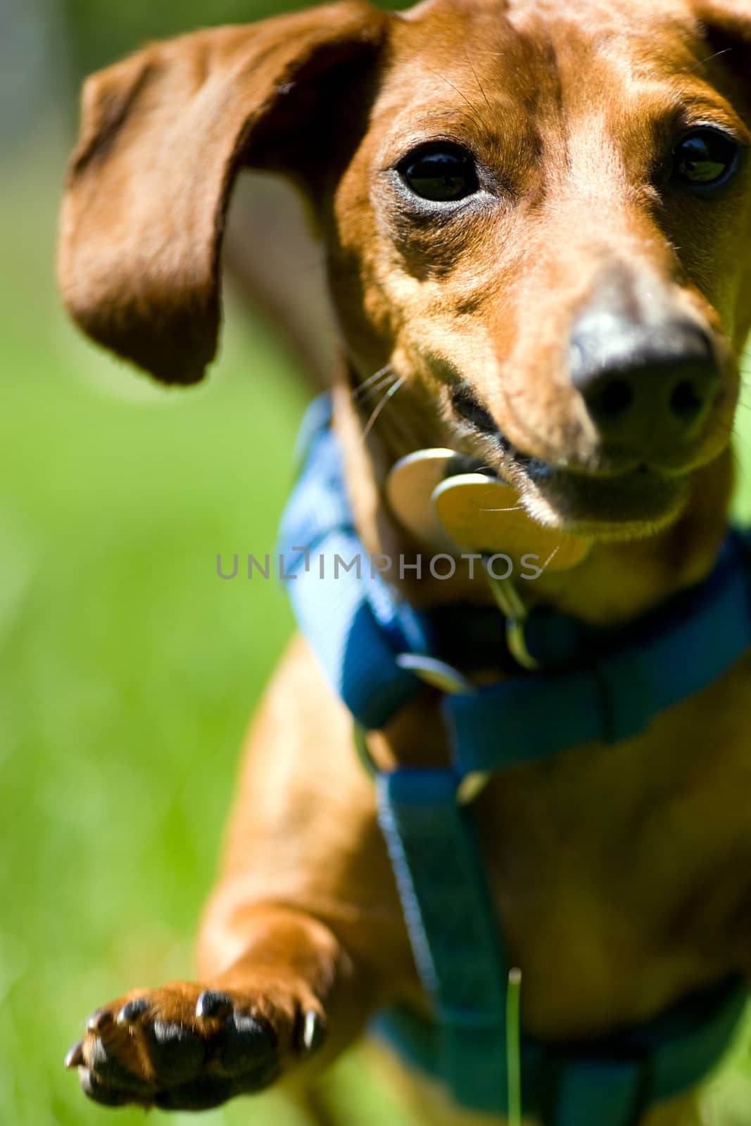 Closeup of a miniature Dachshund as it jumps up towards the camera.