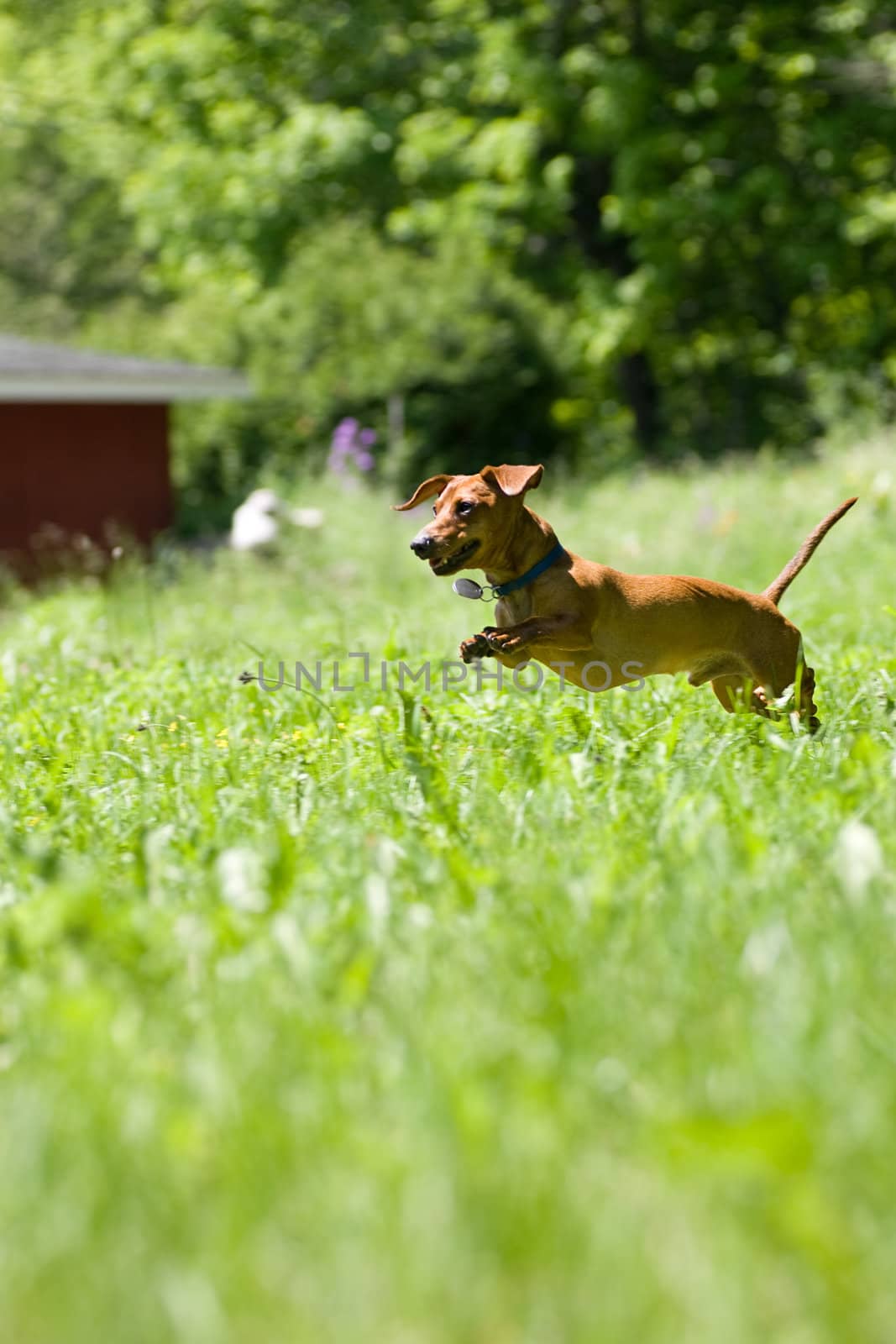 A miniature dachshund in mid stride, as he jumps through the tall grasses.