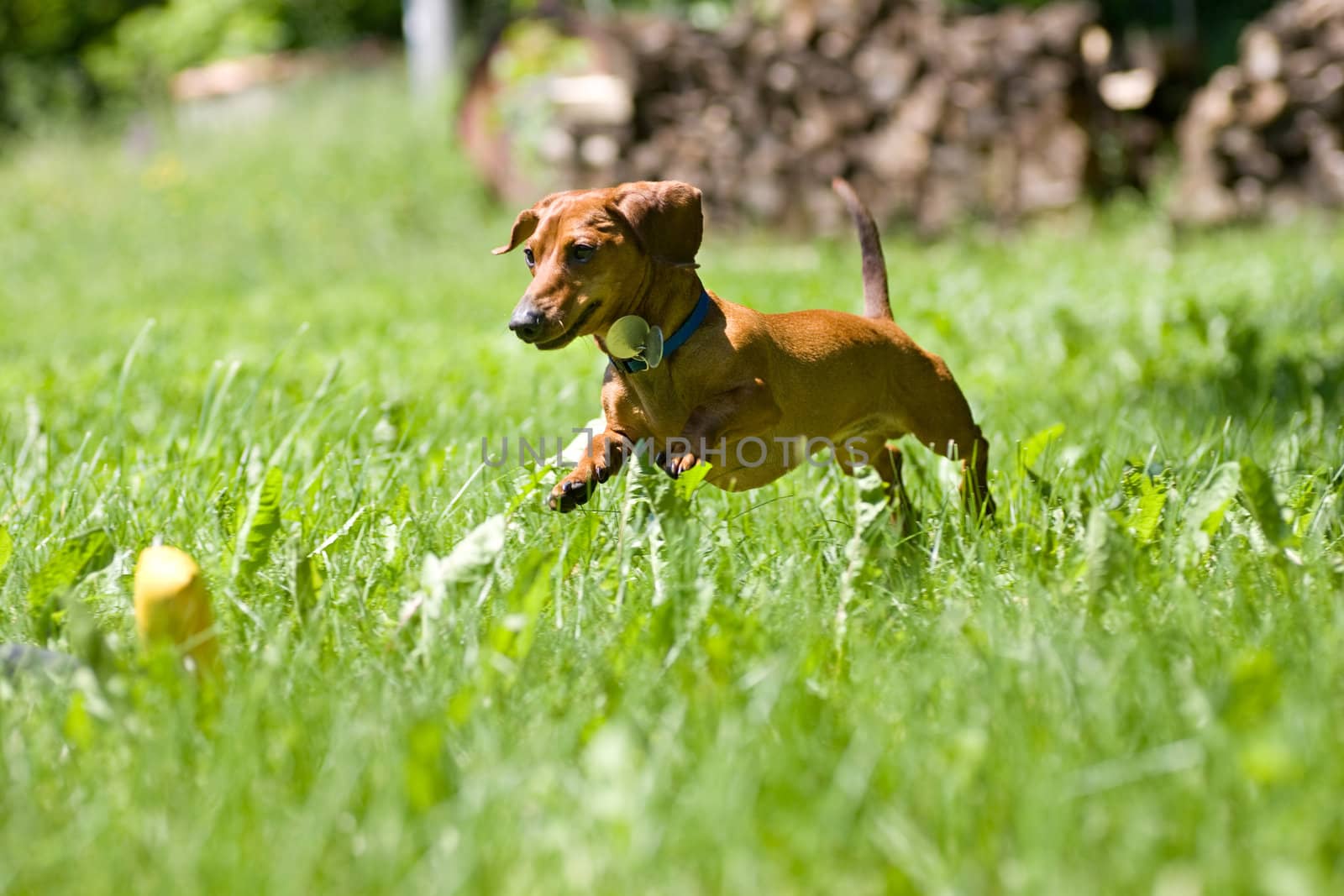 A miniature dachshund in mid stride, as he jumps through the tall grasses towards his toy.