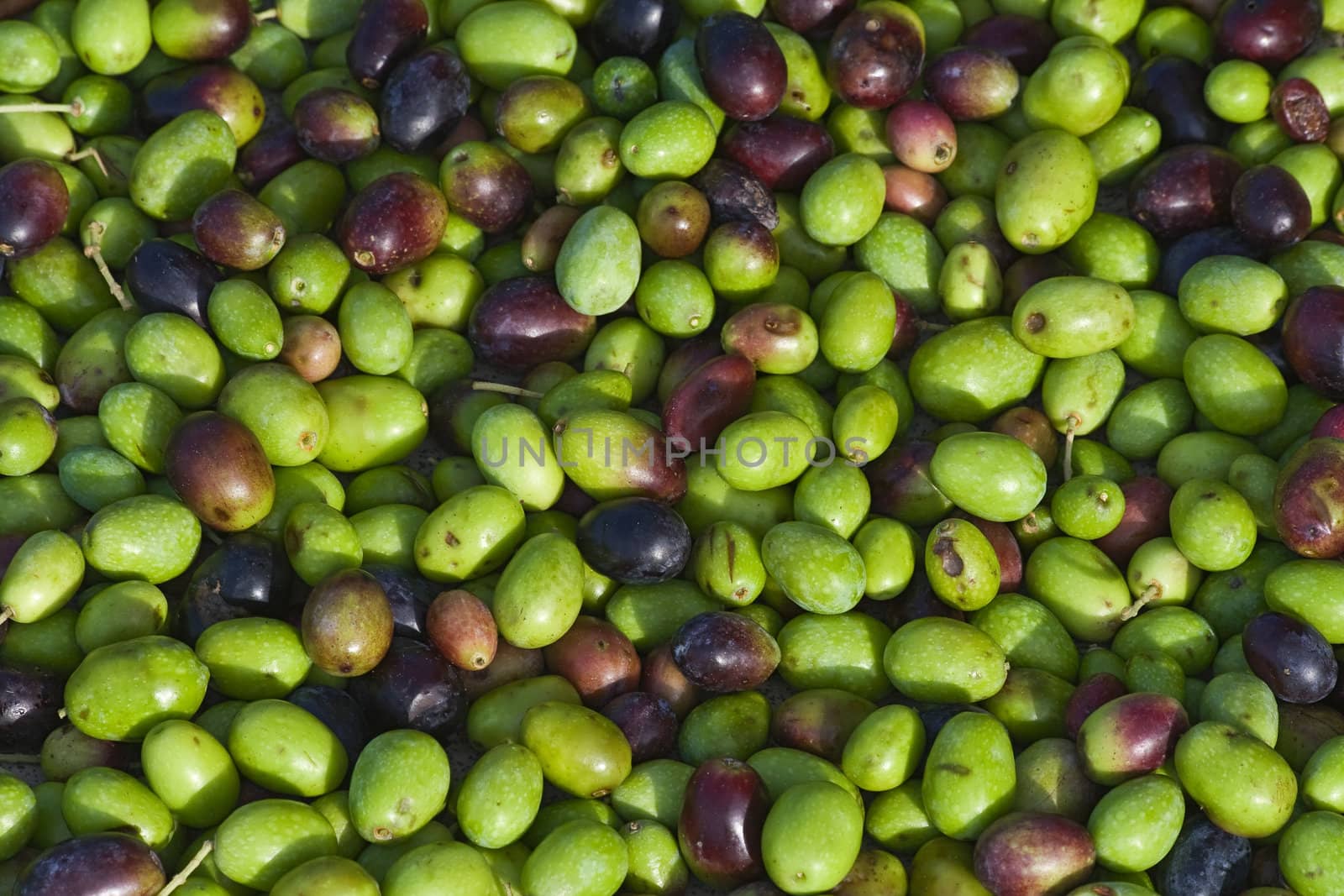 Group of black and green olives ready to be processed into oil