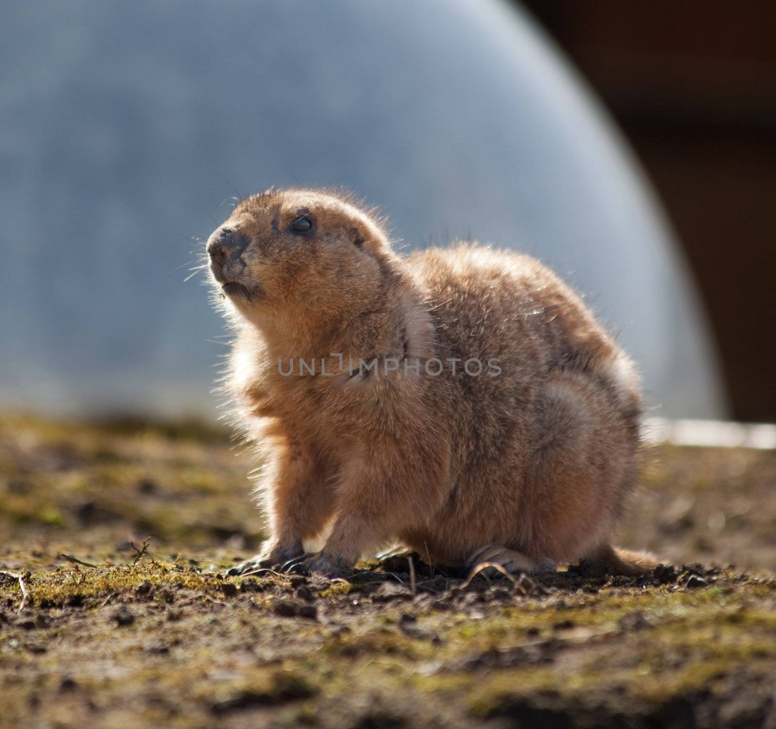 A prairie dog lit from the back