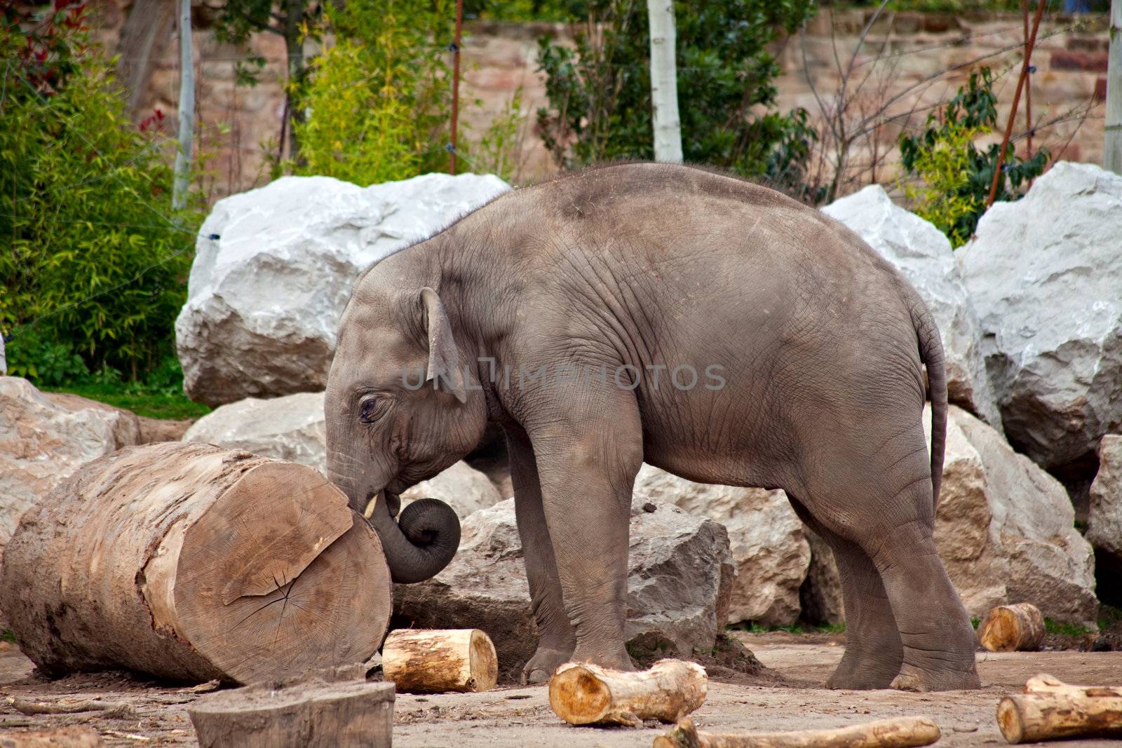 A young elephant pushing a log, working in a lumberyard