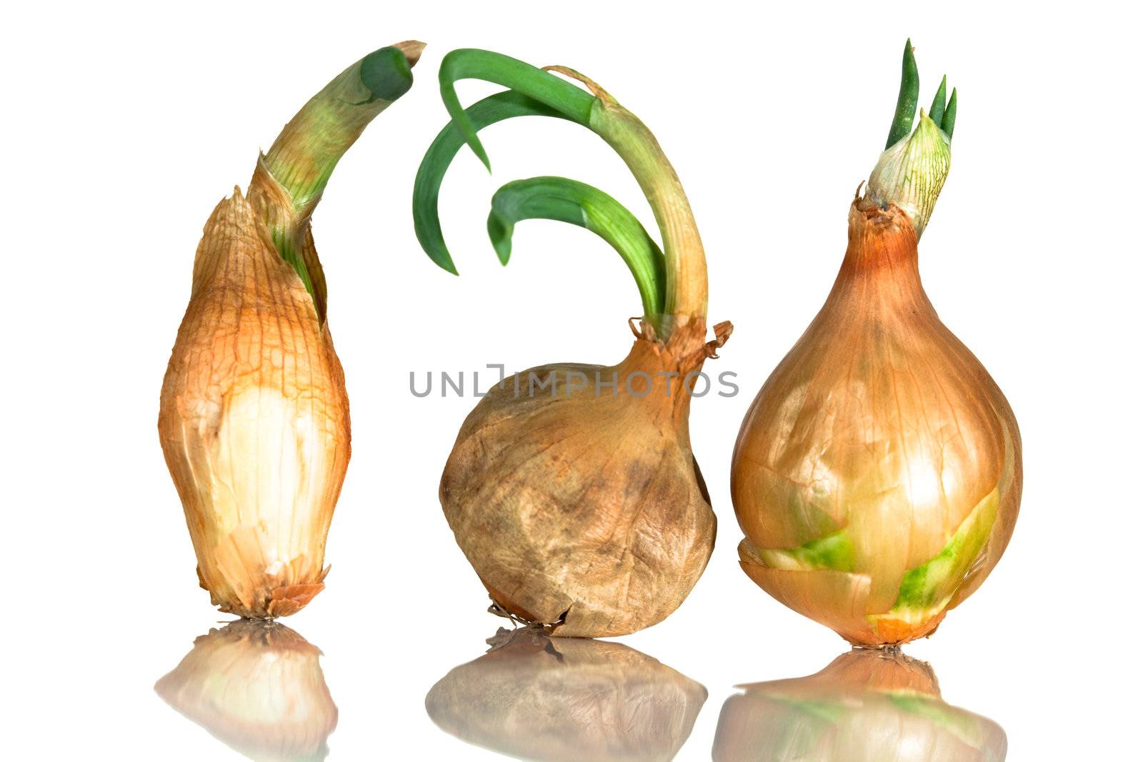 Sprouting onions by Clivia