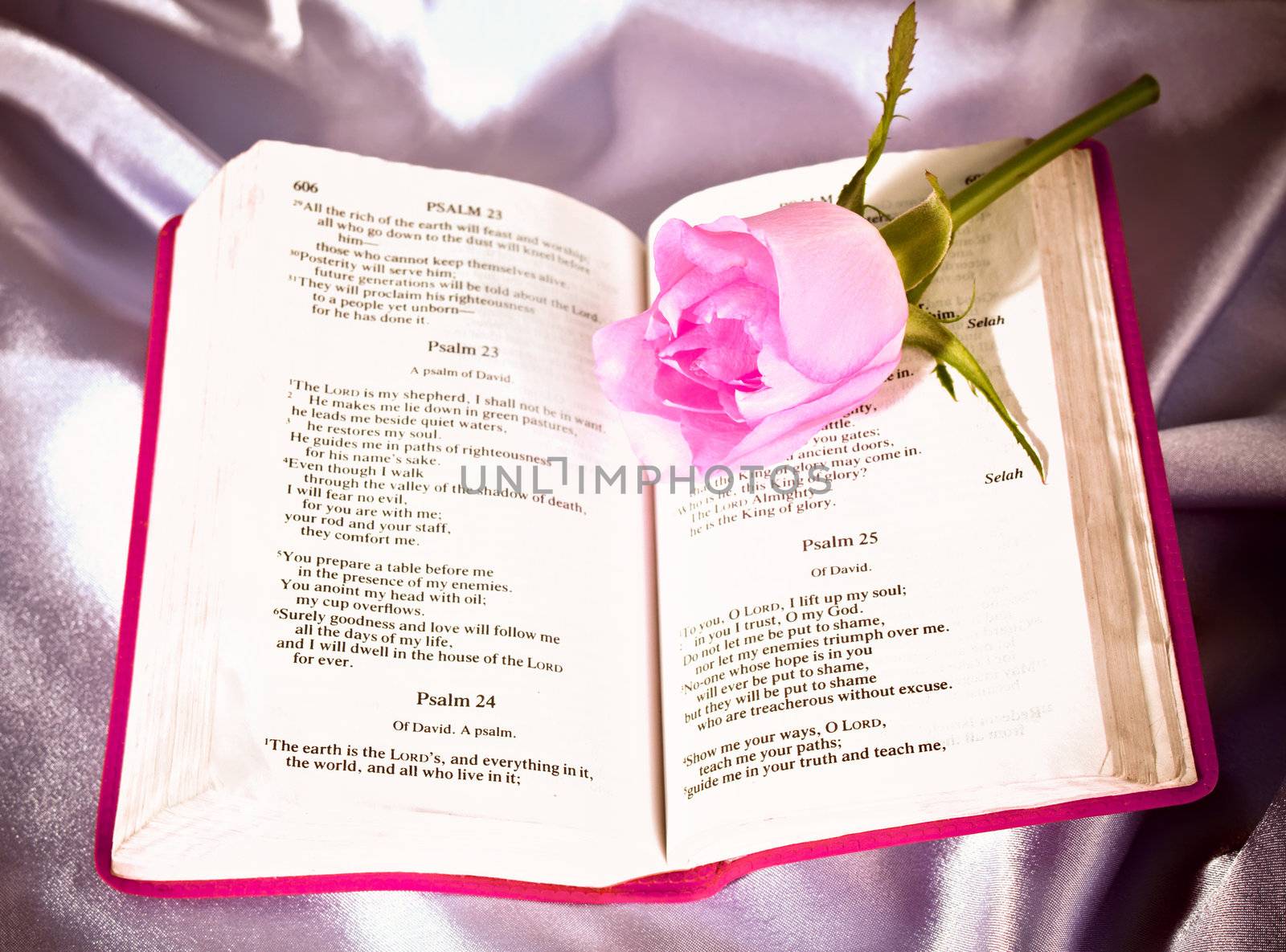 A pale pink rosebud lying on a bible open to psalms