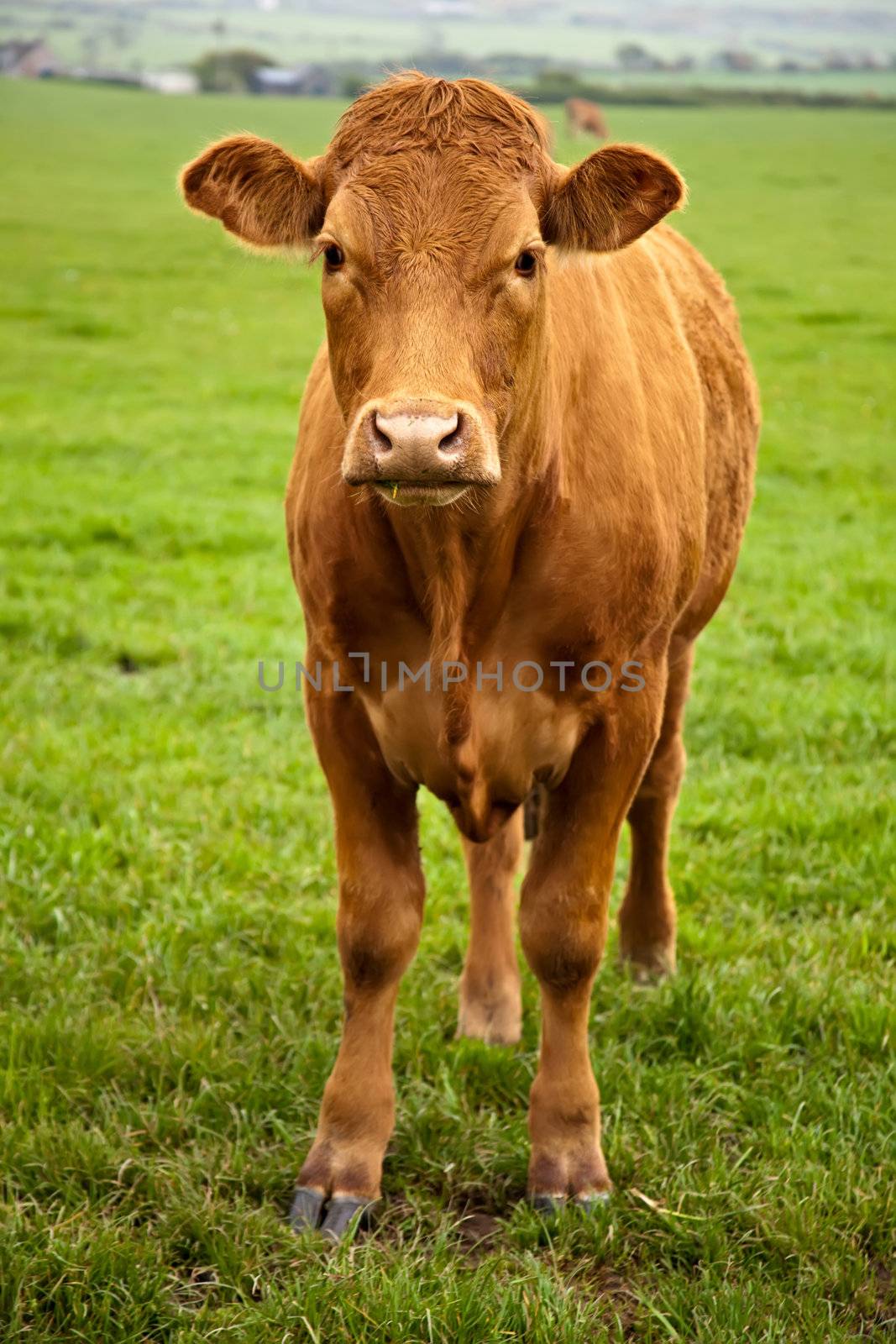 A brown cow standing in a green field and looking at the camera