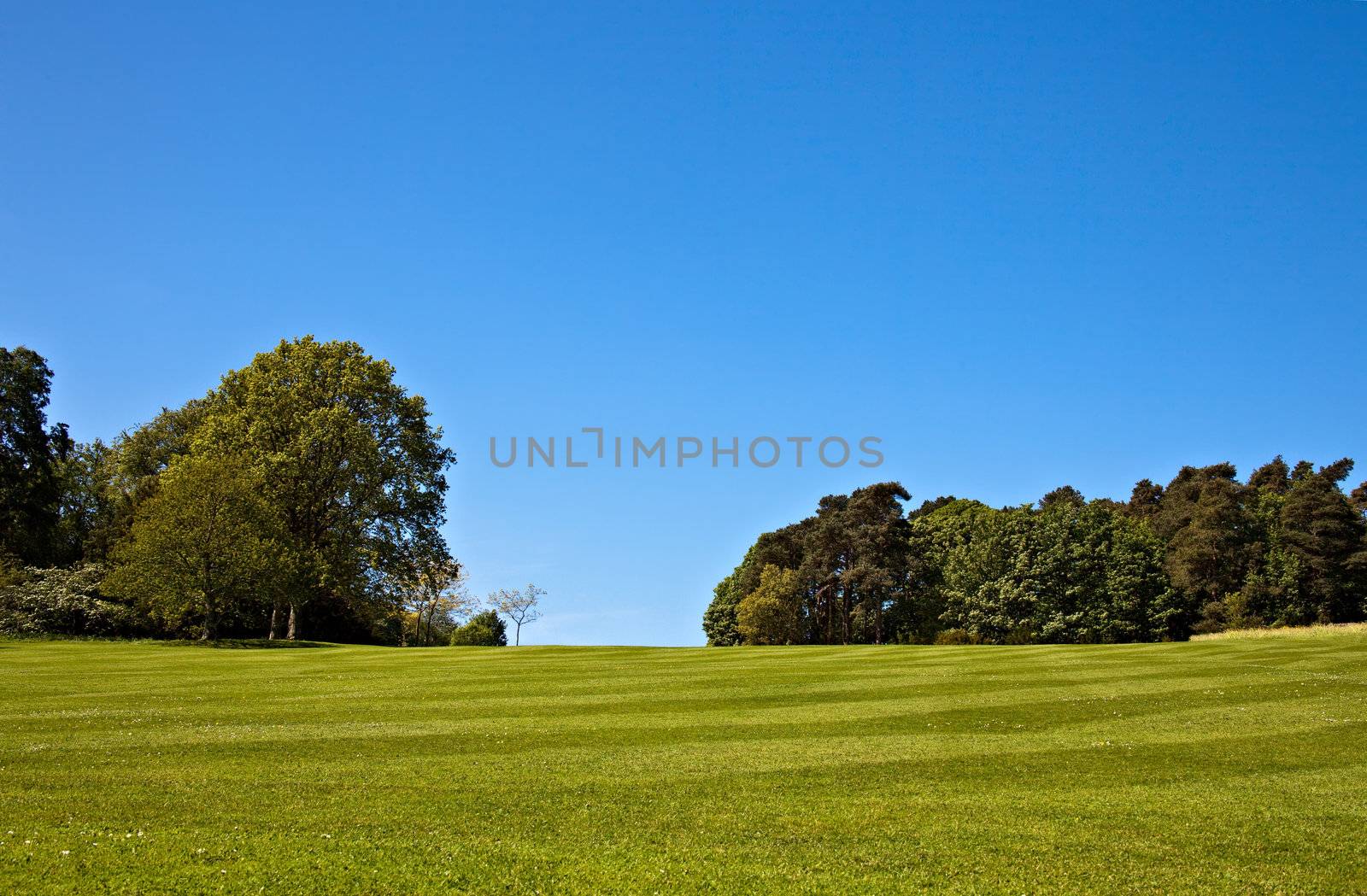 A beautiful striped lawn with trees in the background