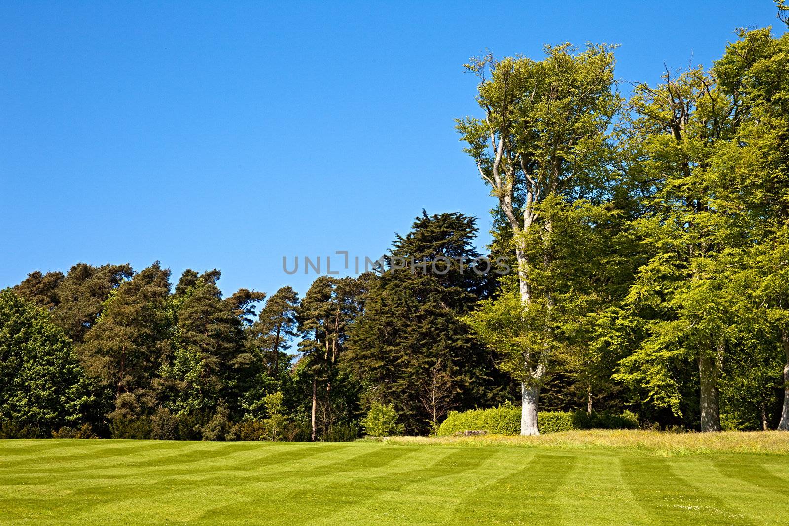 A beautiful striped lawn with trees in the background