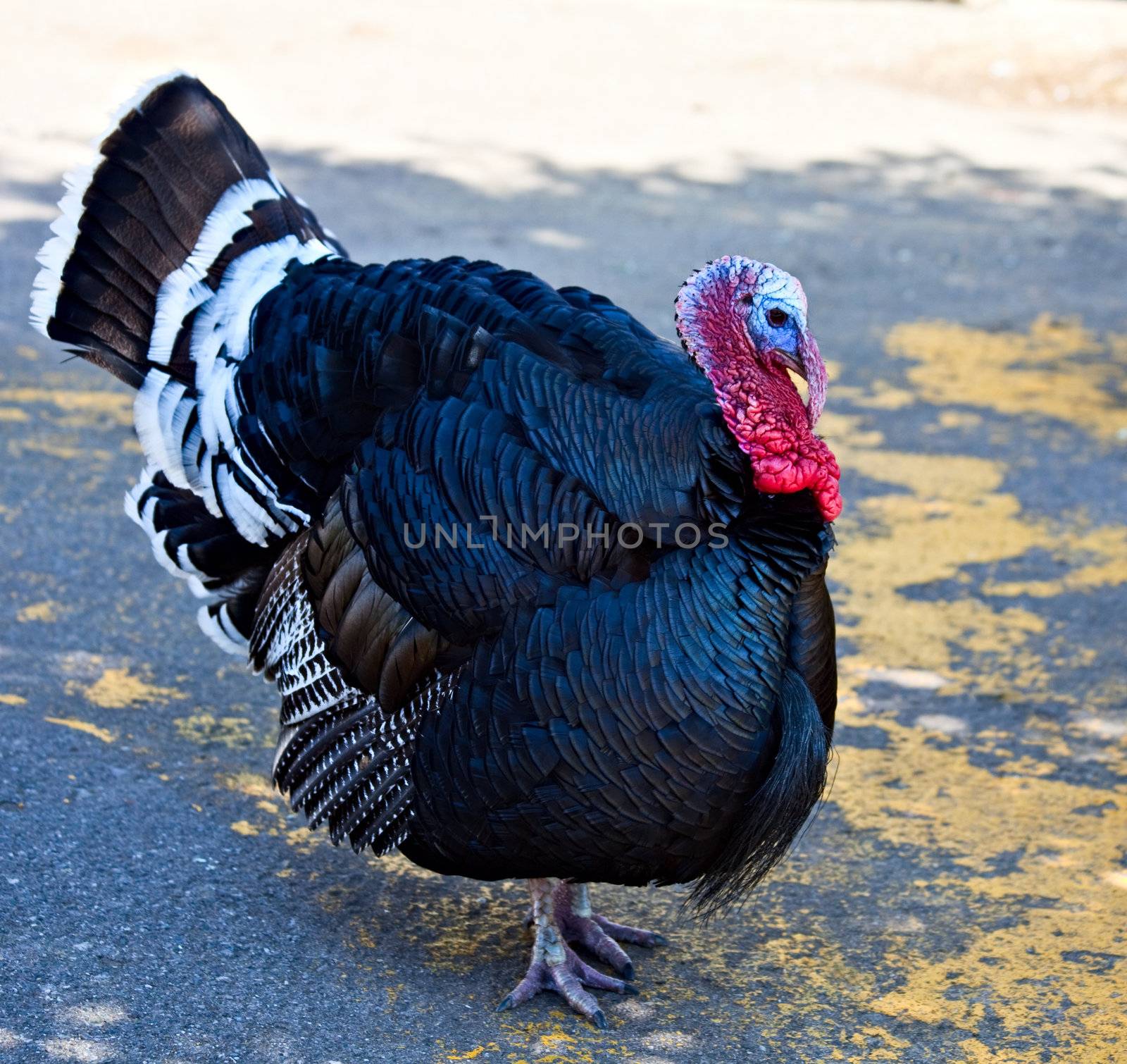 A turkey cock strutting proudly
