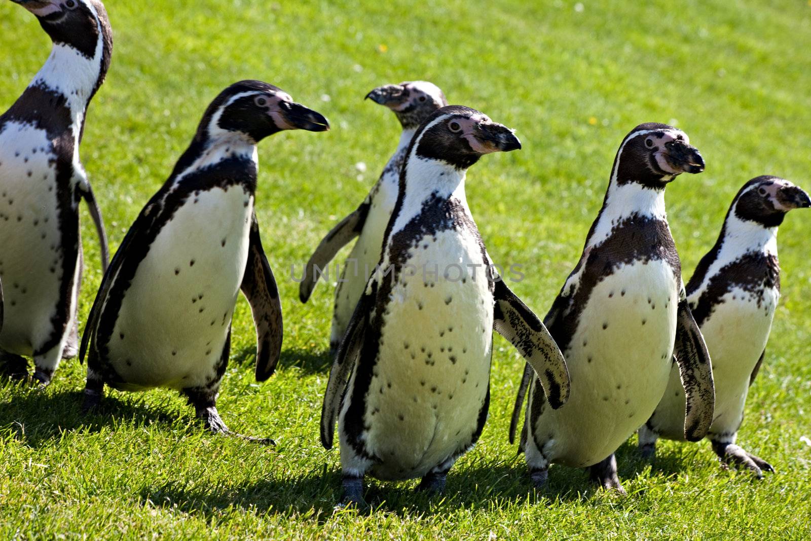Humboldt penguins walking on grass